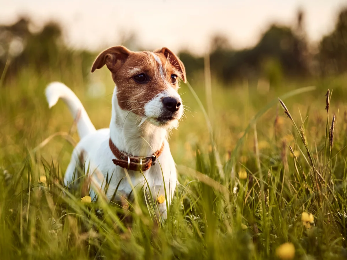 Jack Russell Terrier blanc et fauve dans une prairie