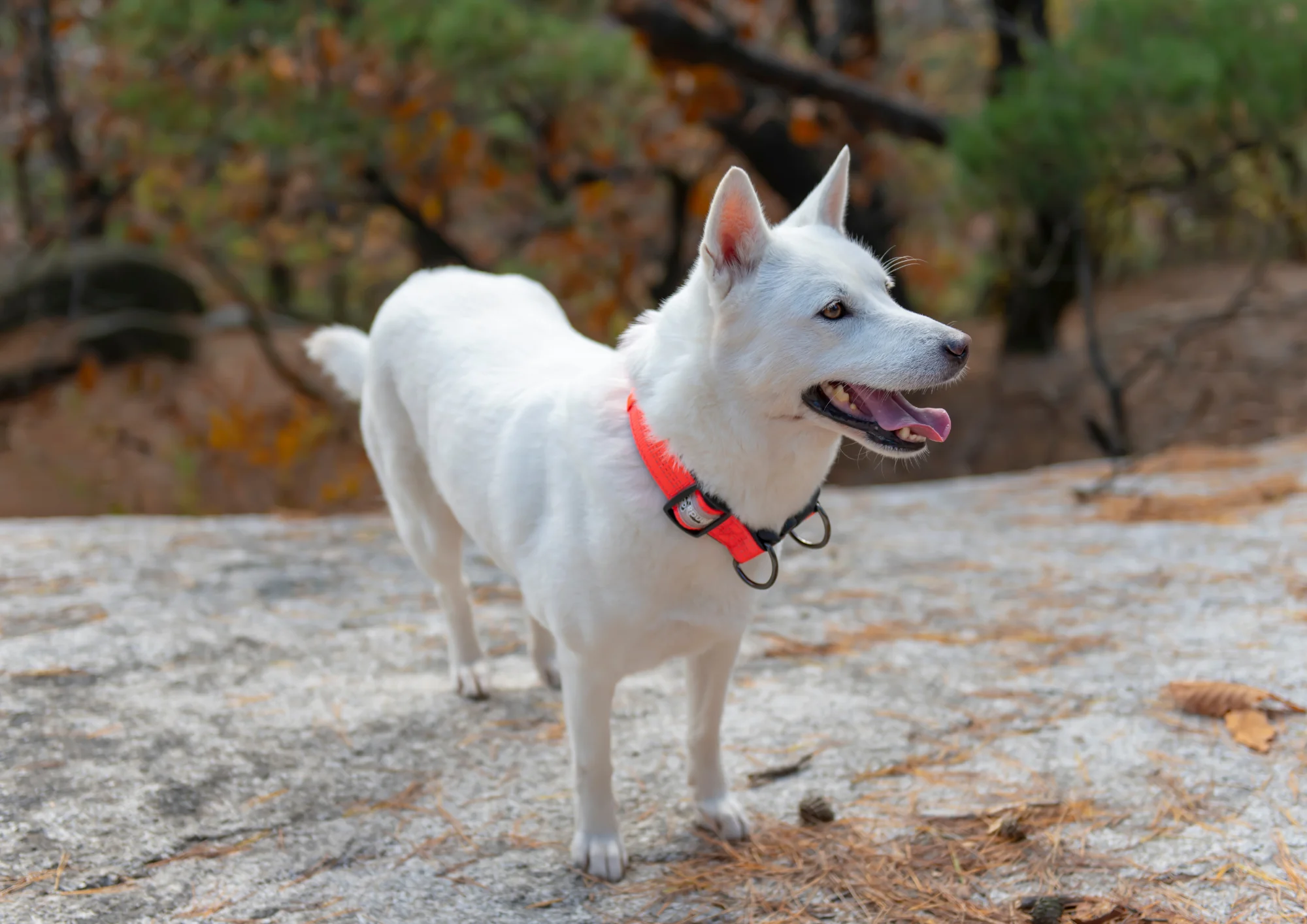 Chien de race Jindo coréen