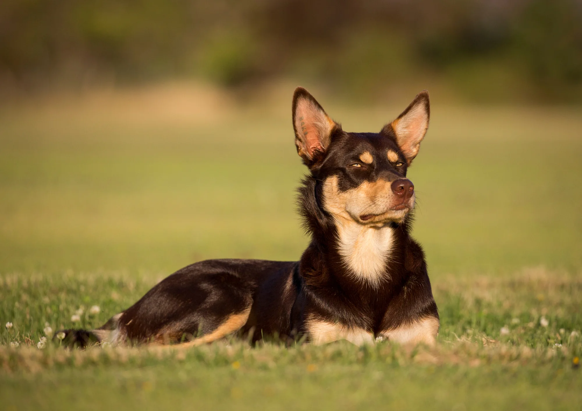 Chien de race Kelpie australien