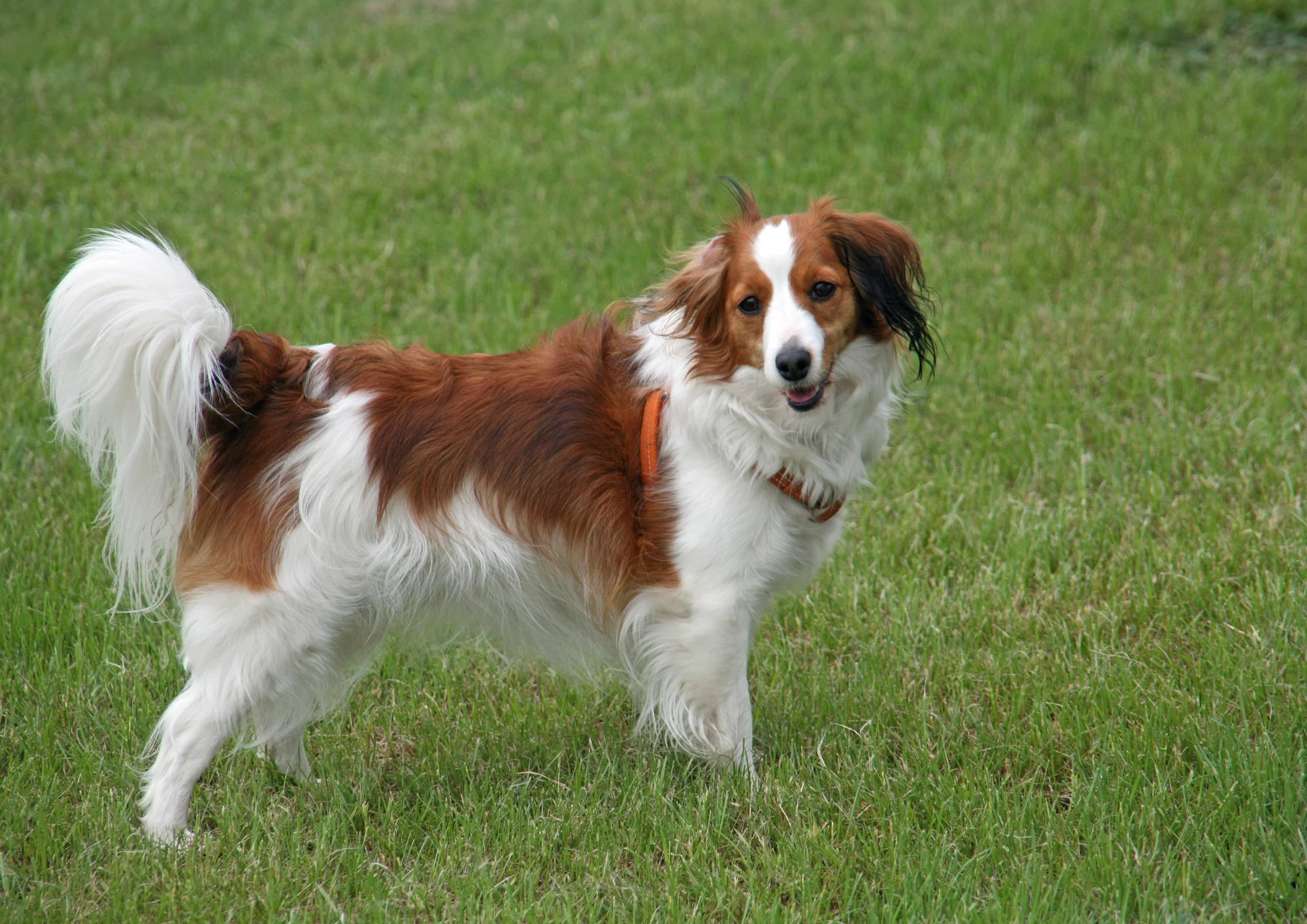 Chien de race Kooikerhondje