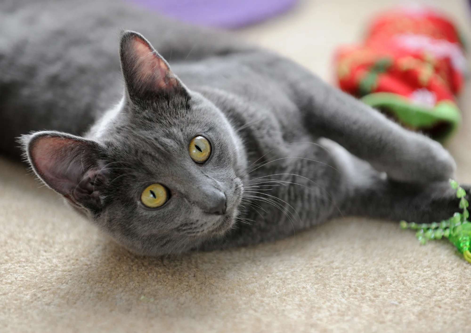 Korat