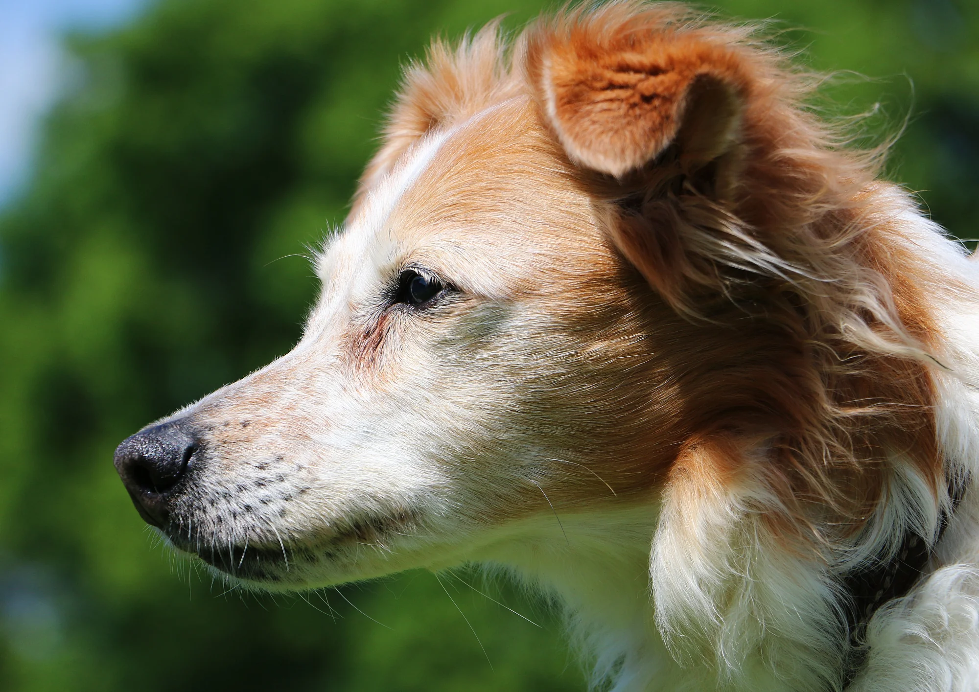 Chien de race Kromfohrländer