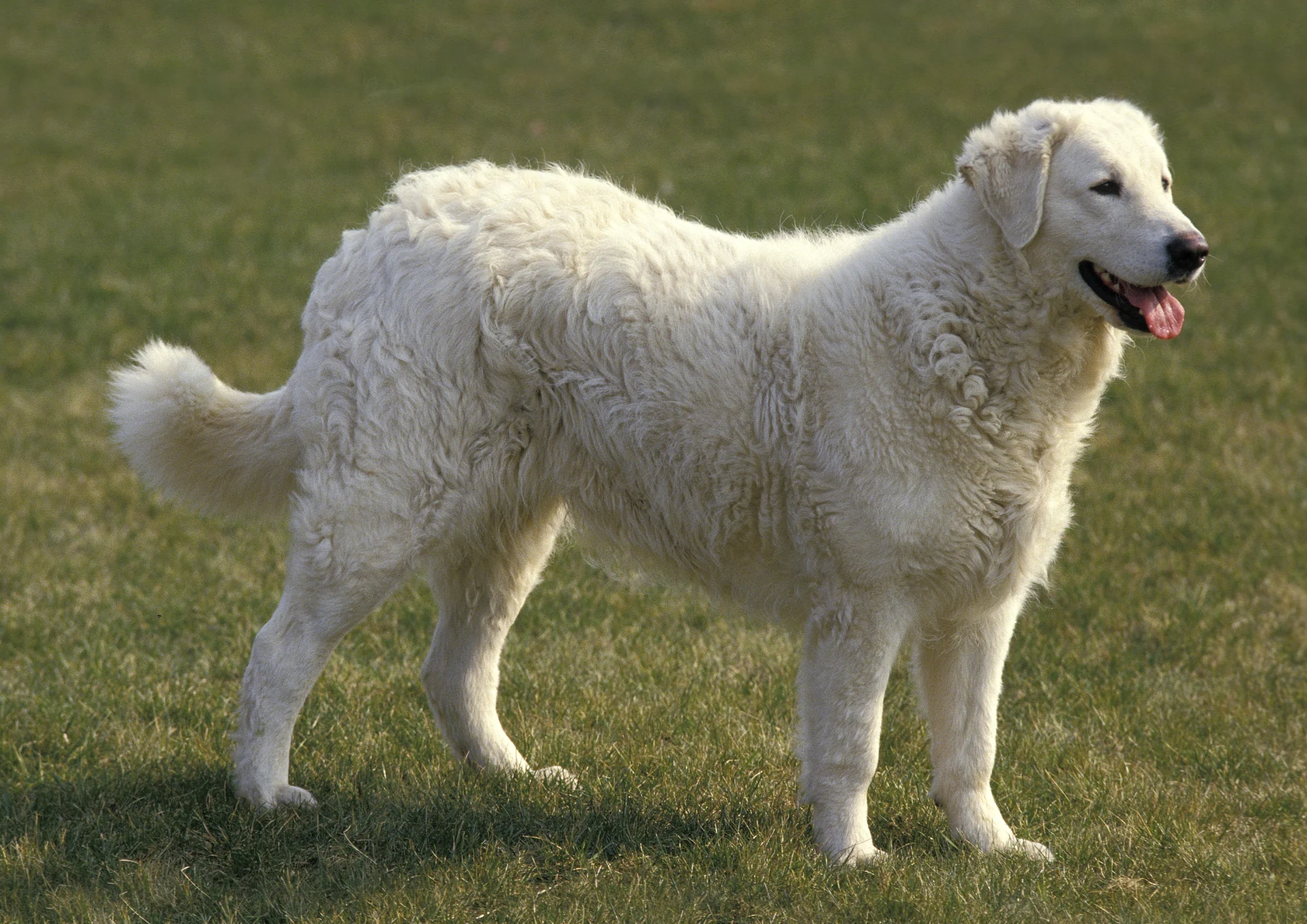 Chien de race Kuvasz