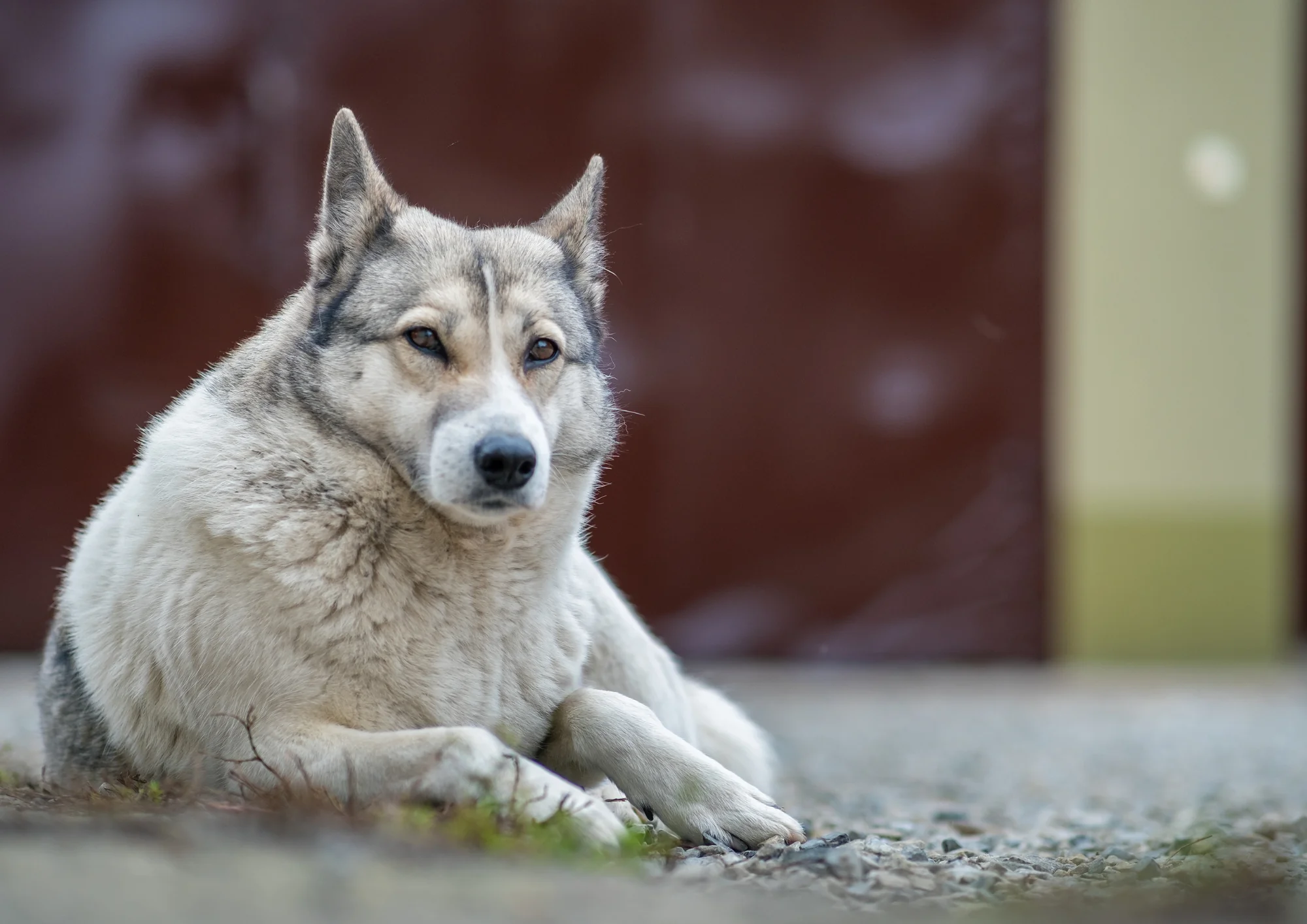 Chien de race Laika de Sibérie occidentale