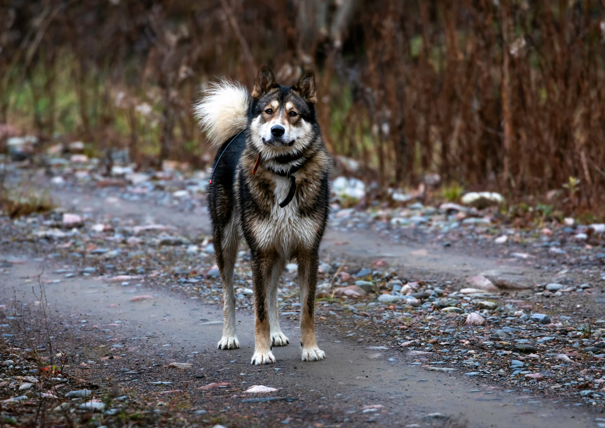 Chien de race Laika de Sibérie orientale