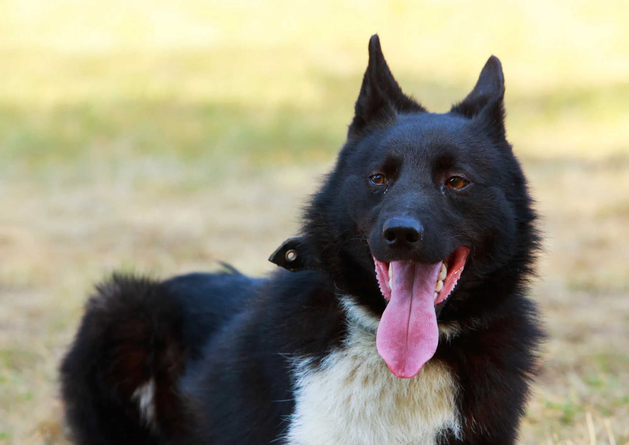 Chien de race Laika russo-européen
