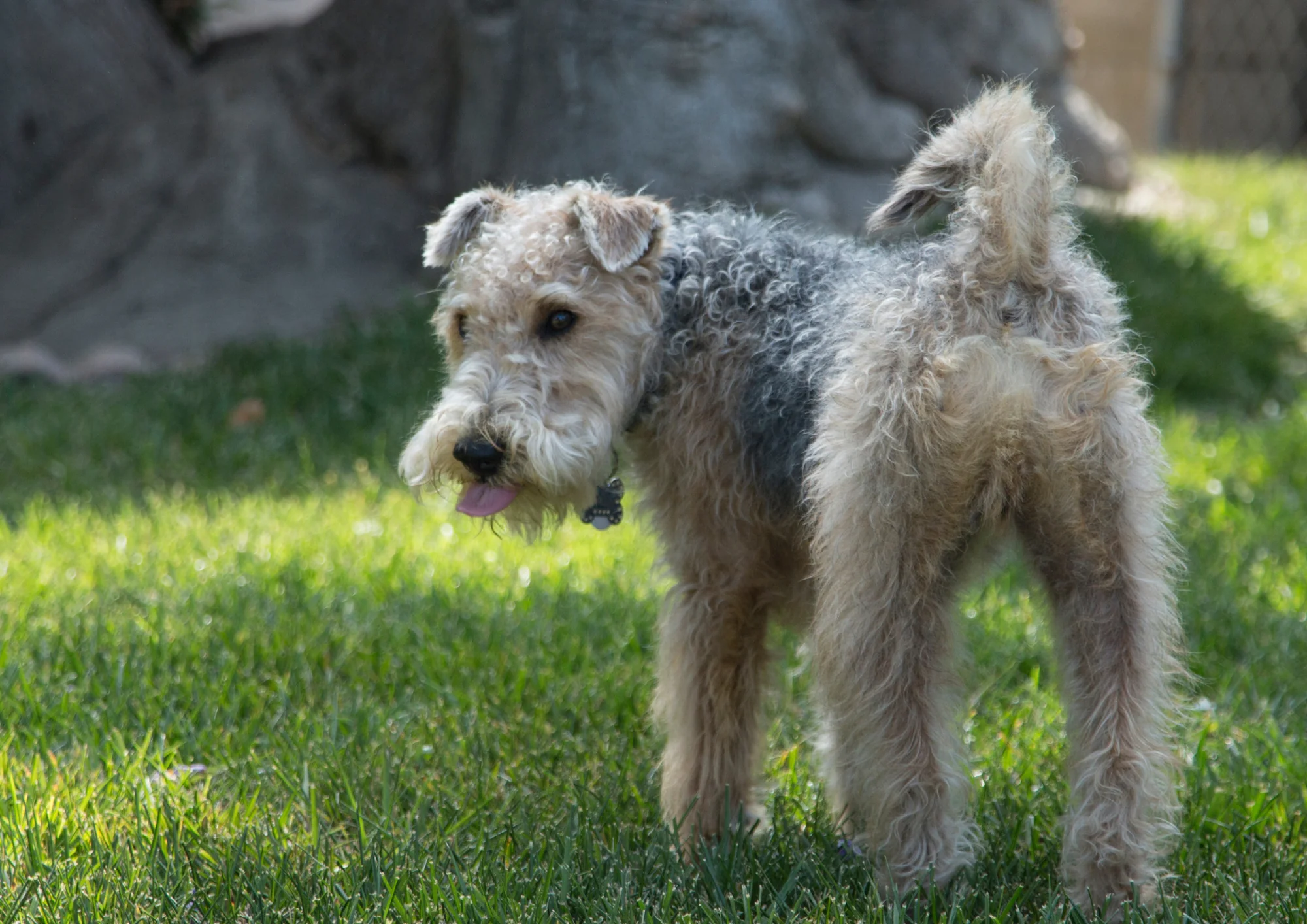 Chien de race Lakeland Terrier