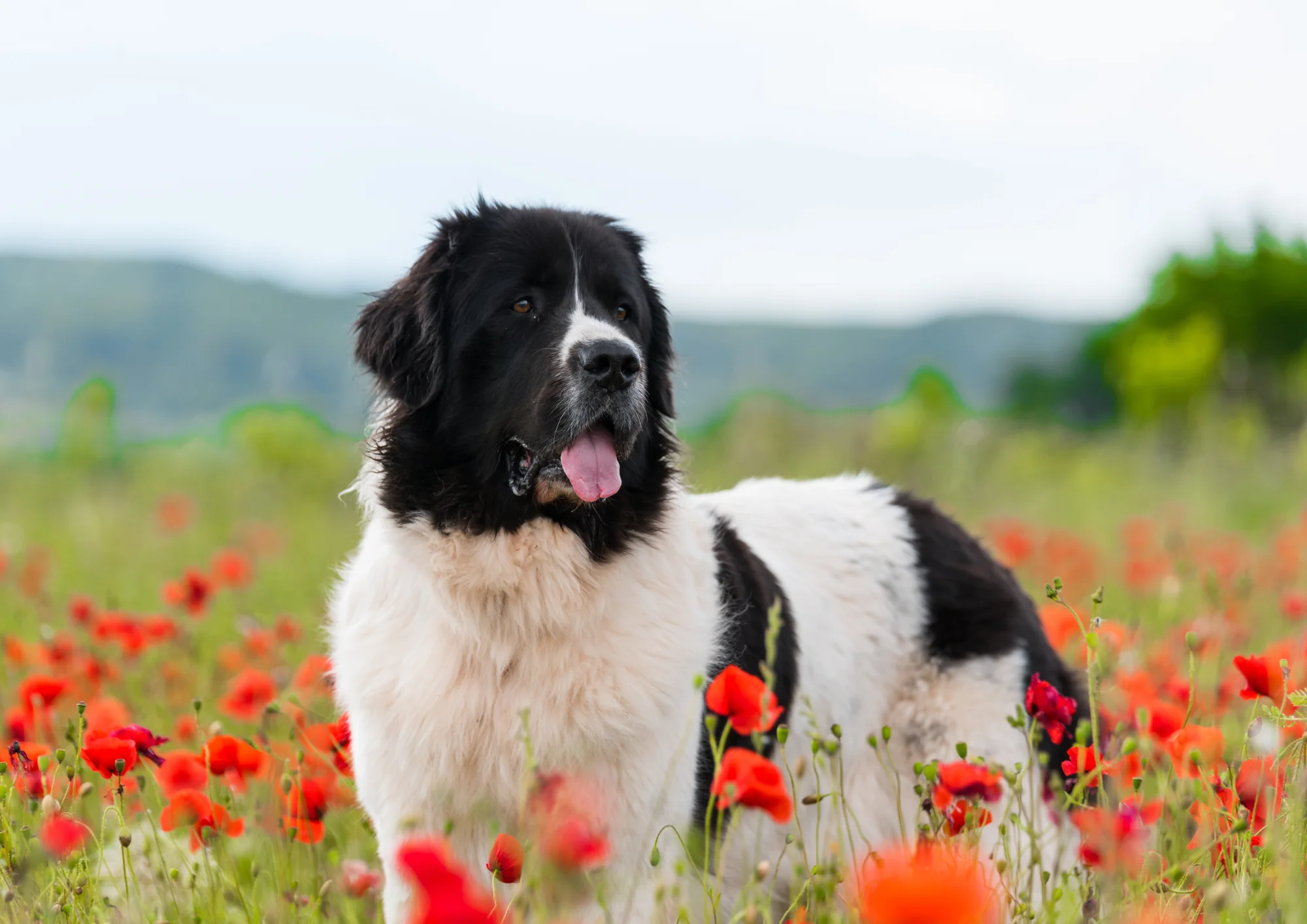 Chien de race Landseer (type continental-européen)