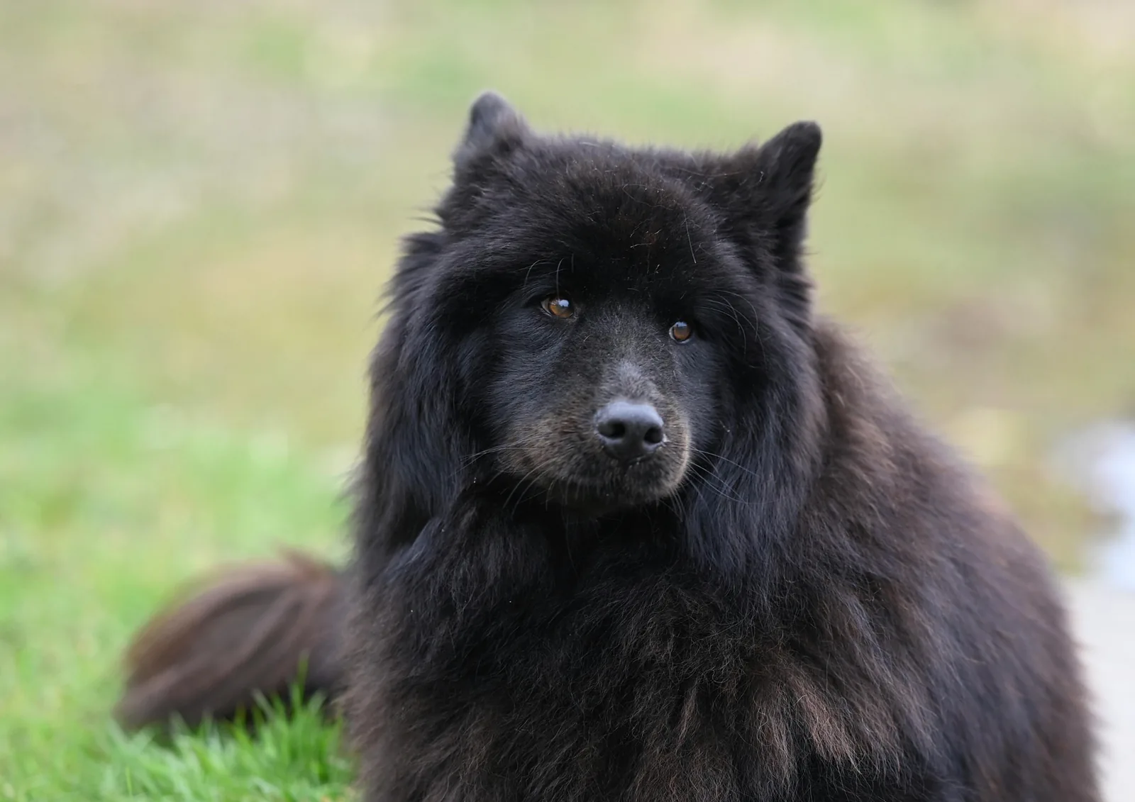 Lapphund suédois