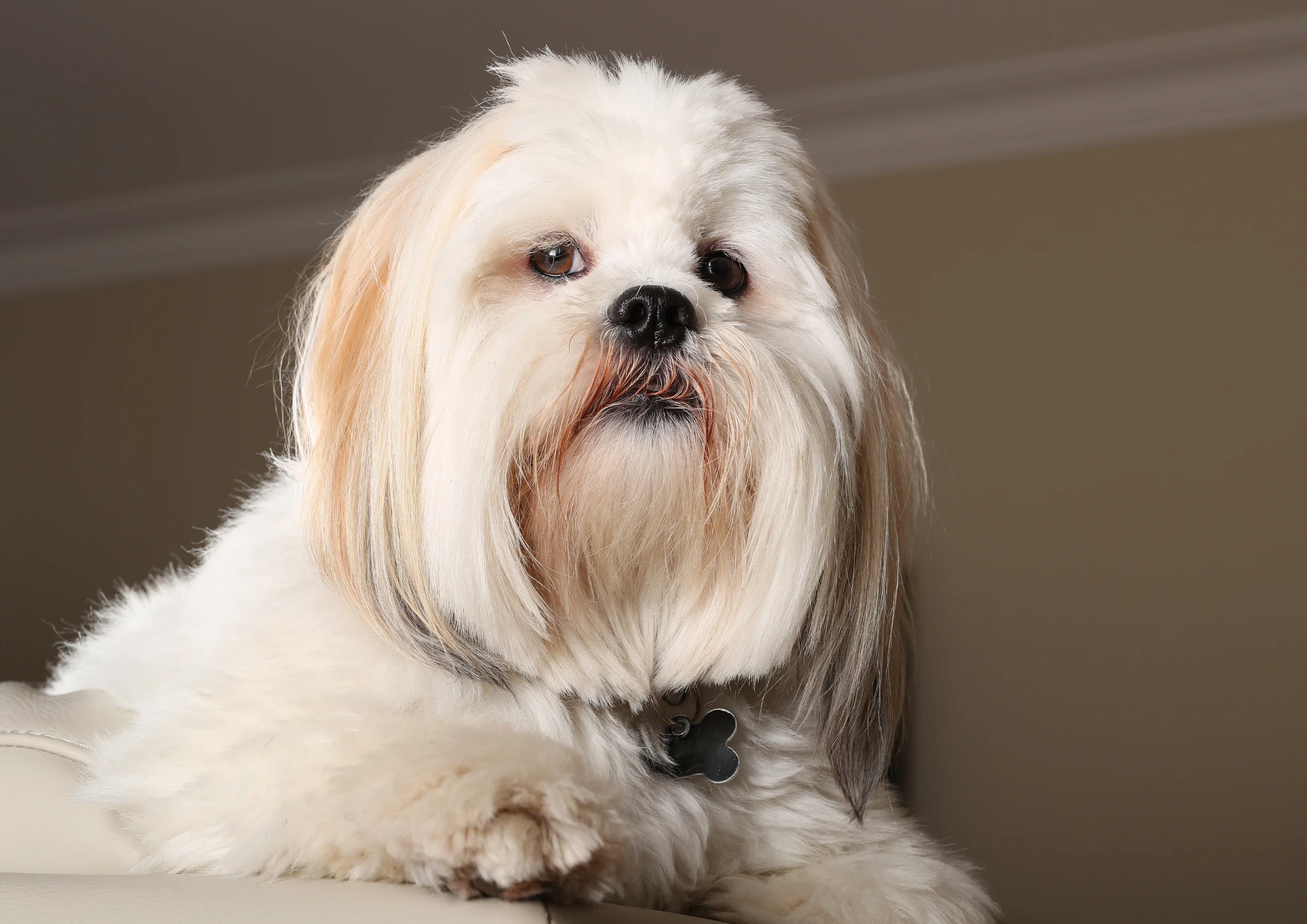 Lhassa Apso