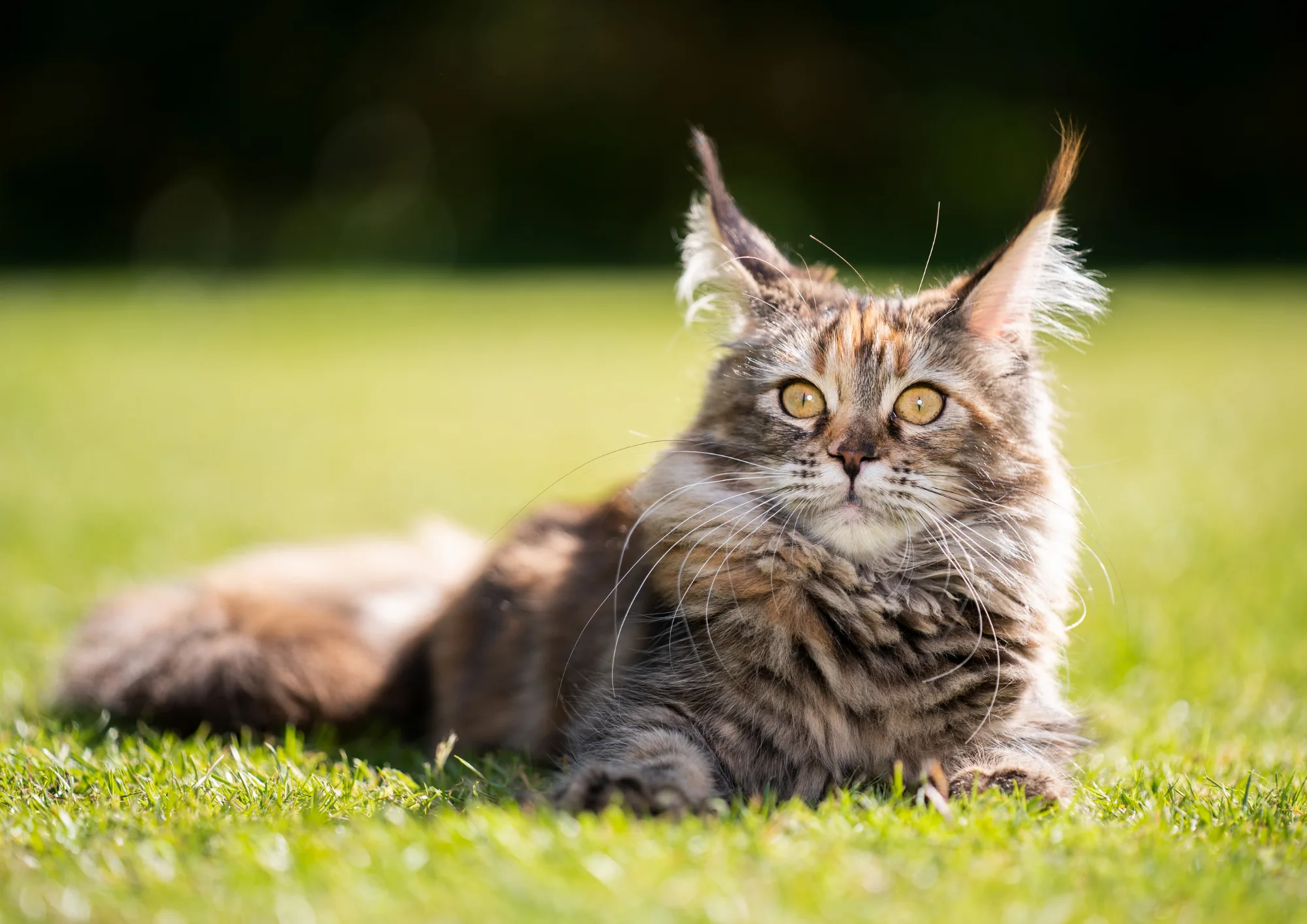 Maine Coon
