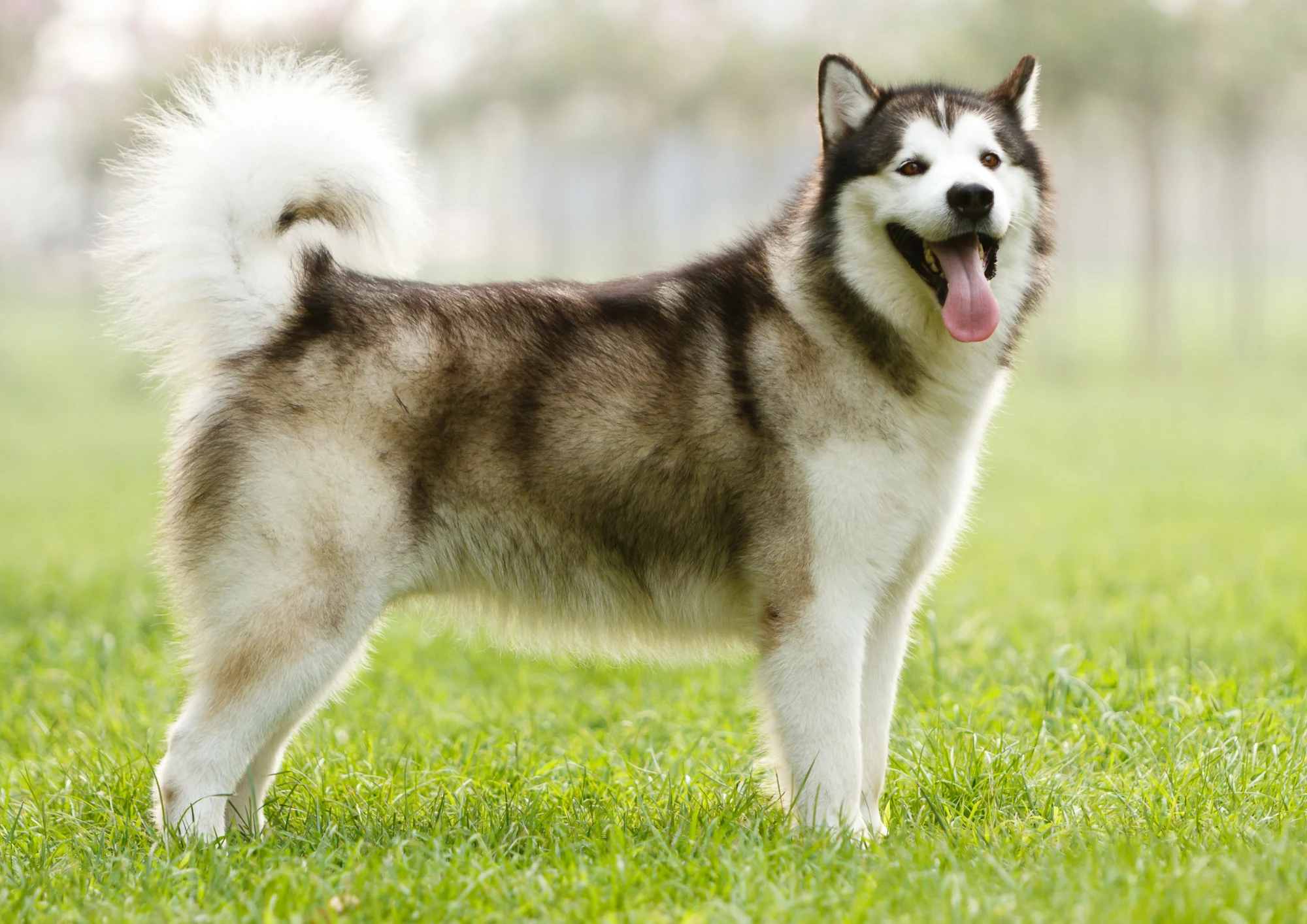Malamute de l'Alaska