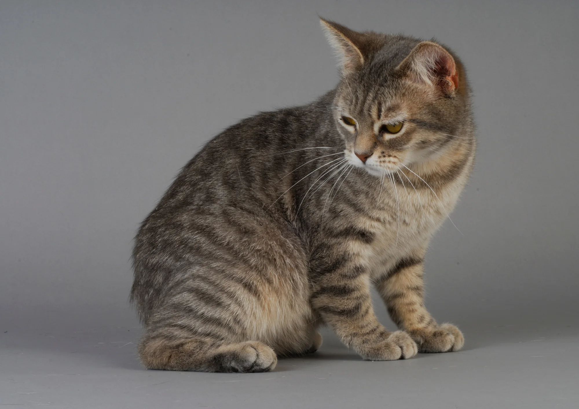 Manx