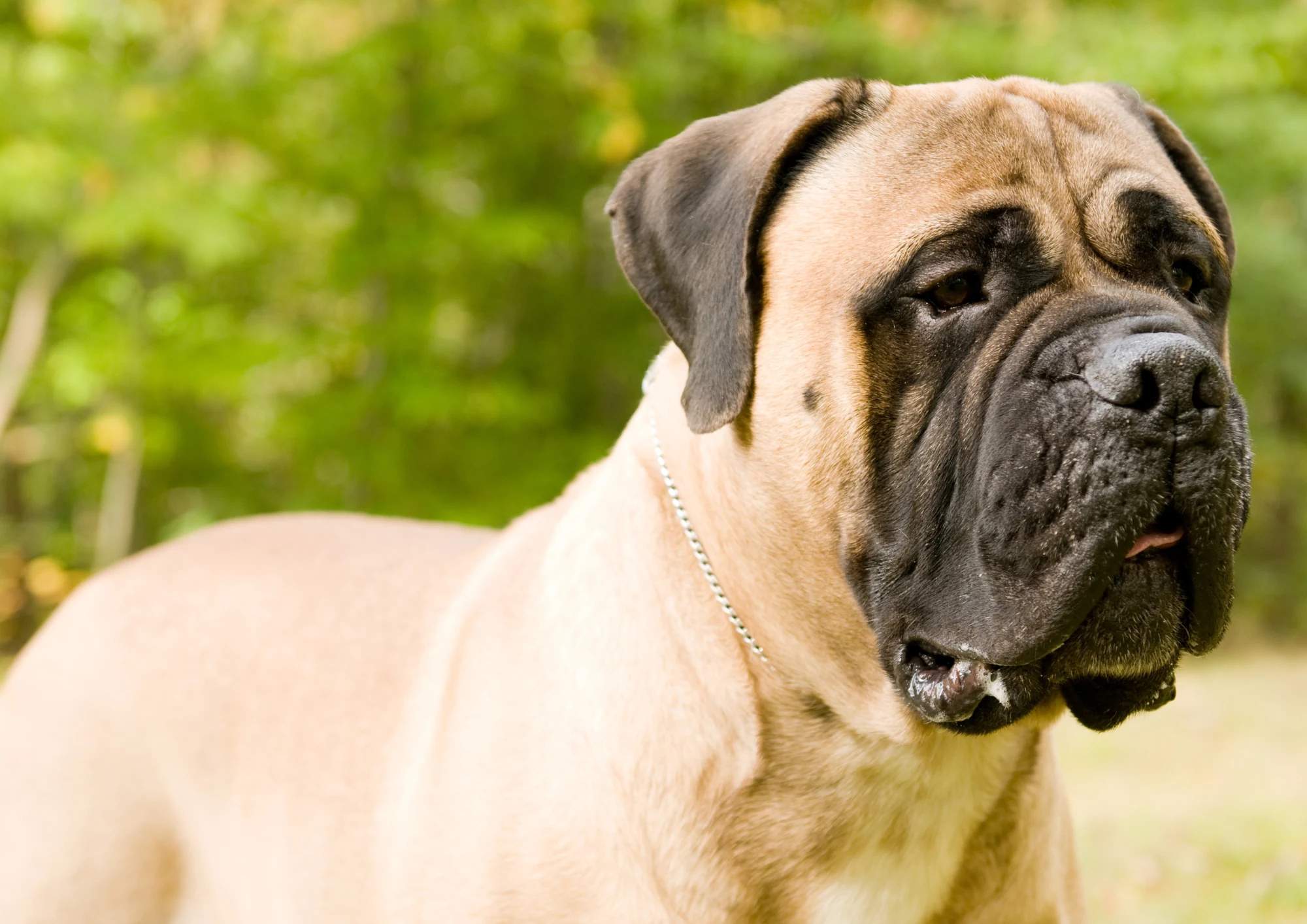 Mastiff