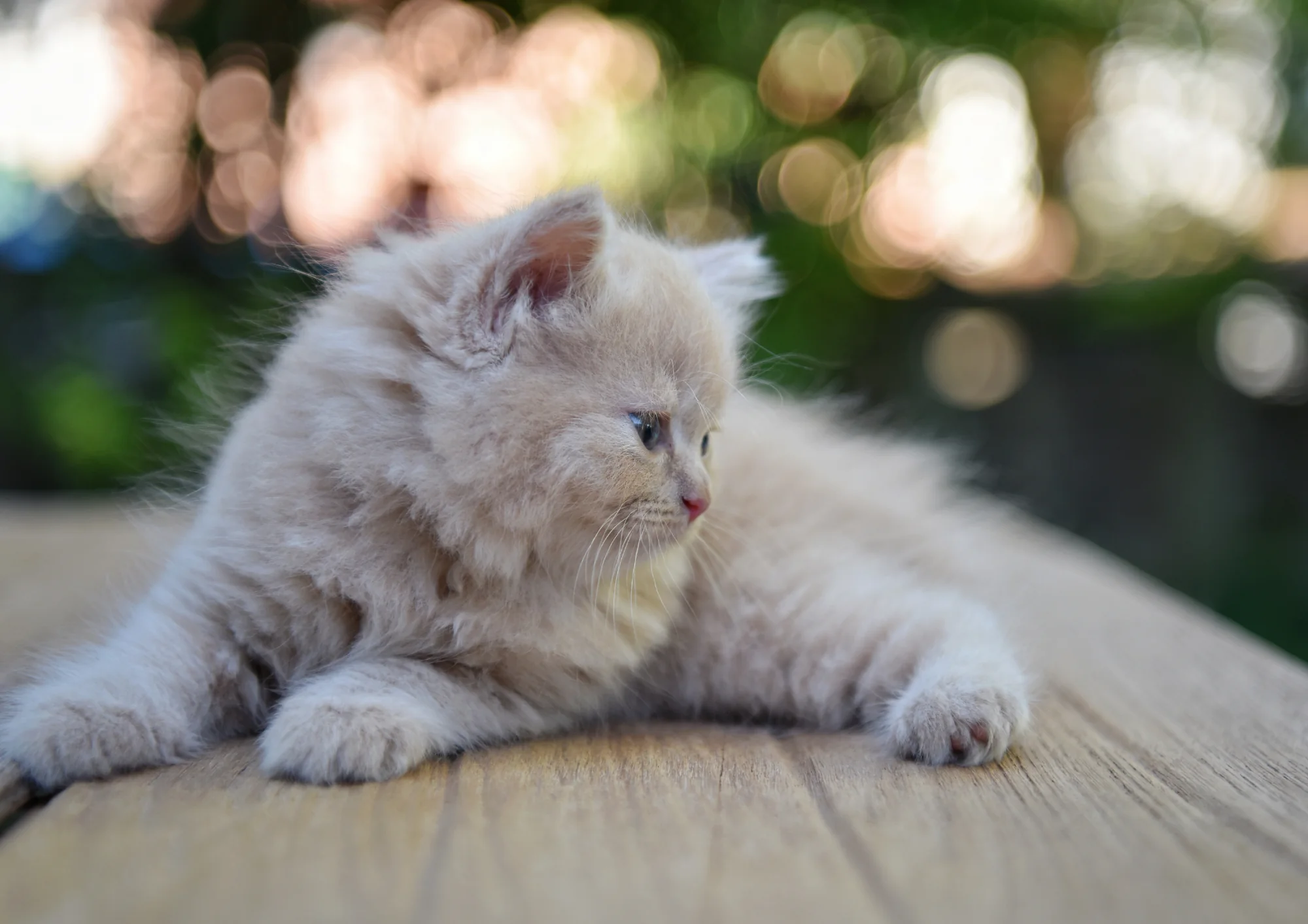 Munchkin PL