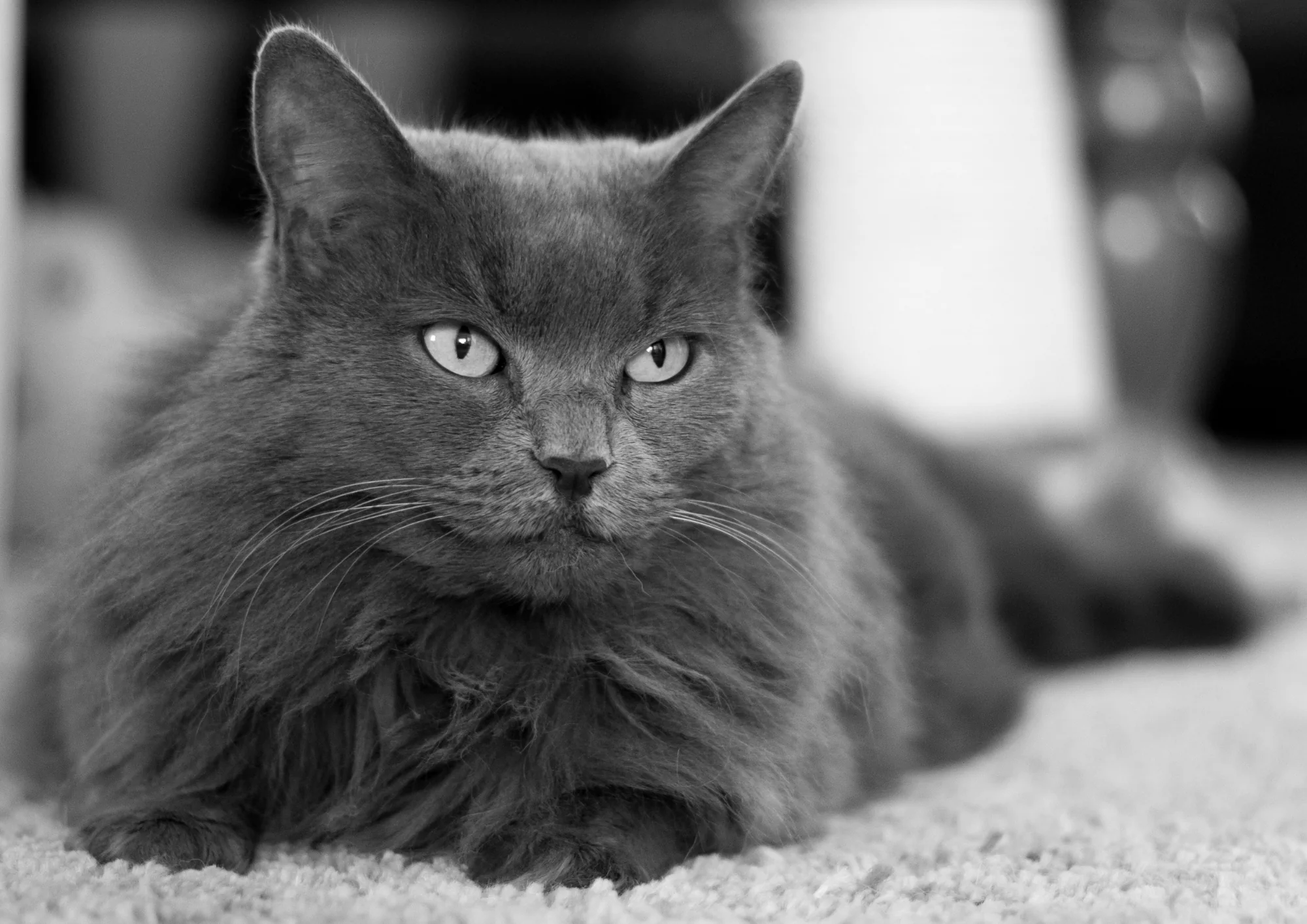 Nebelung