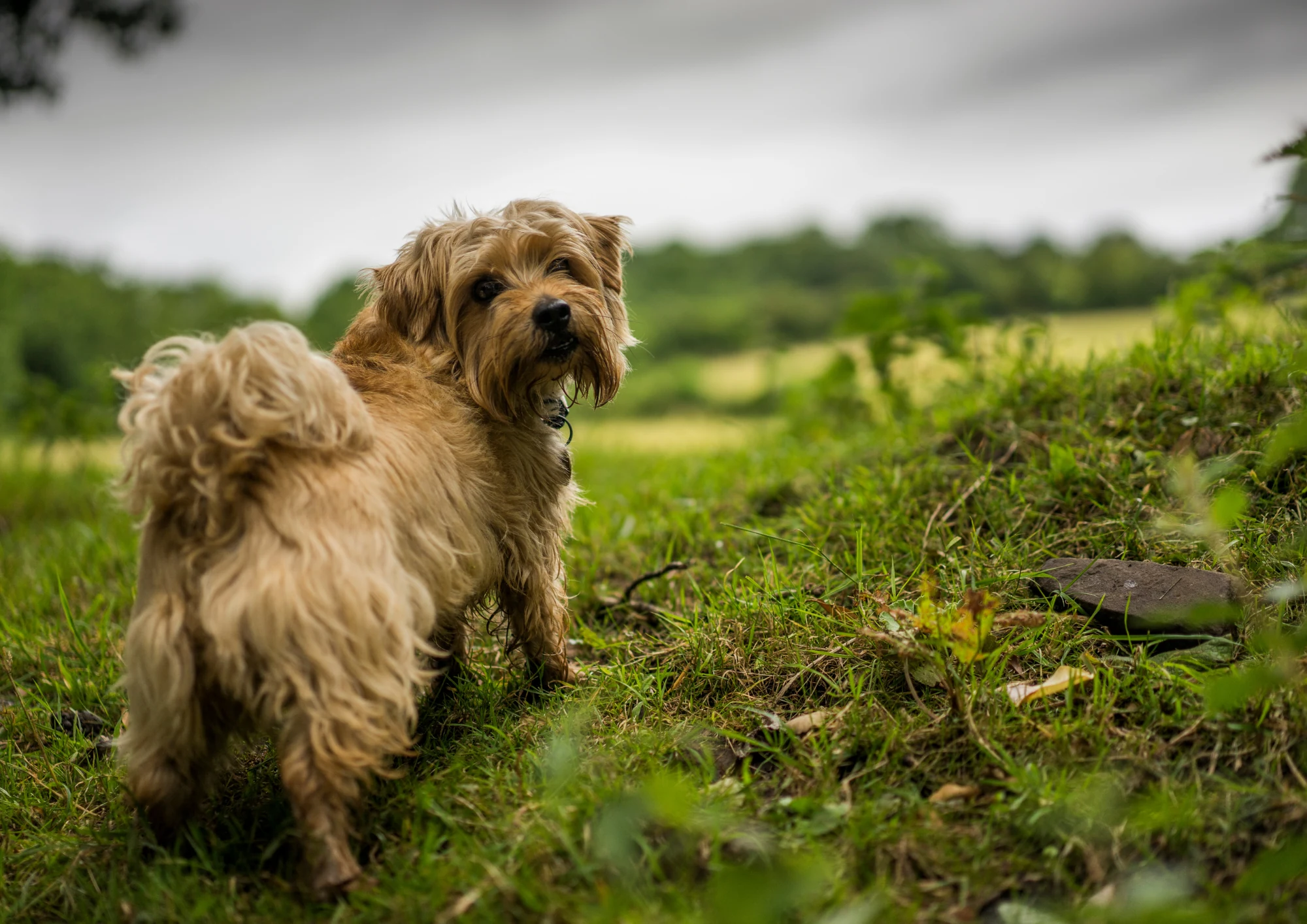 Norfolk Terrier