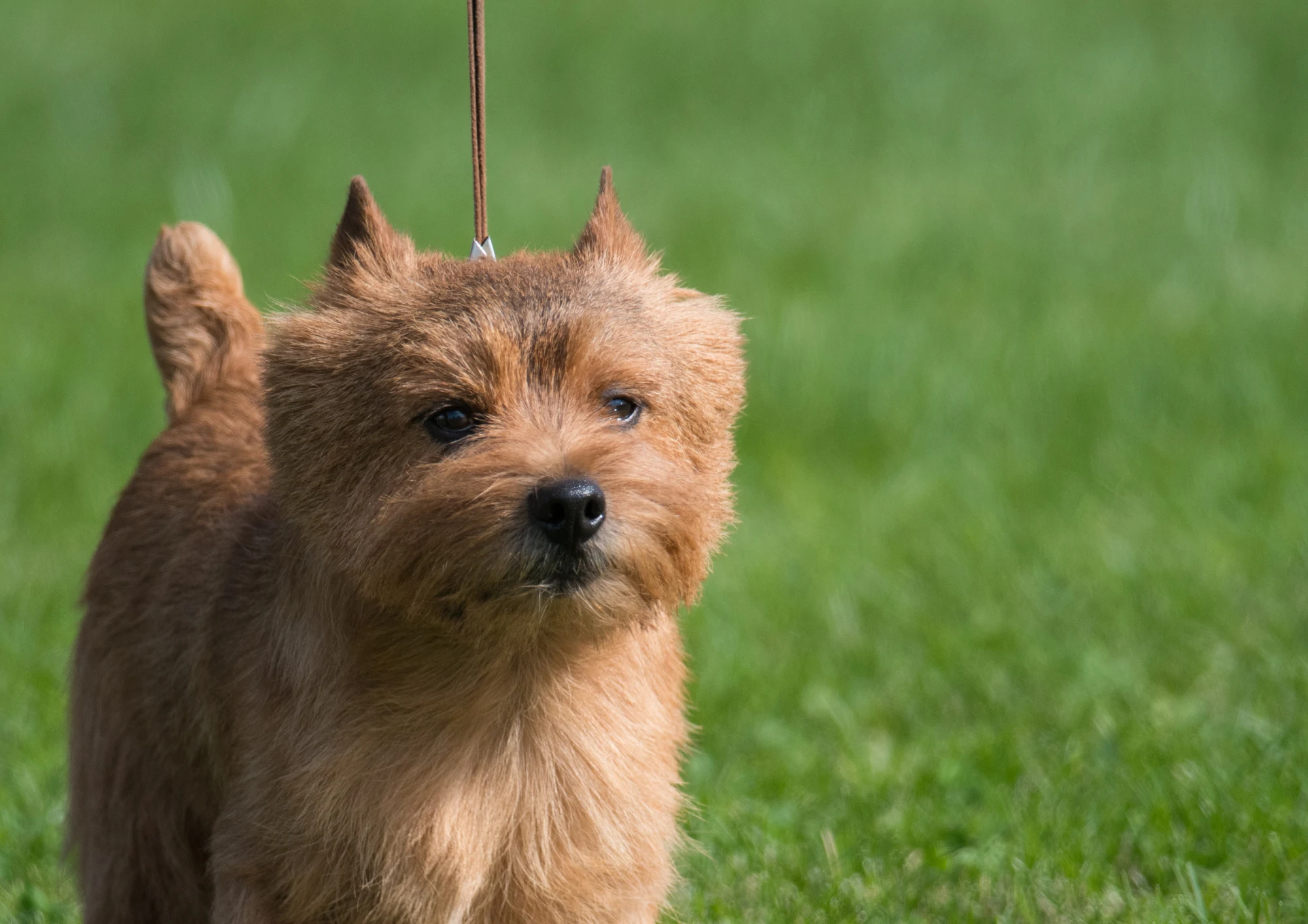 Norwich Terrier