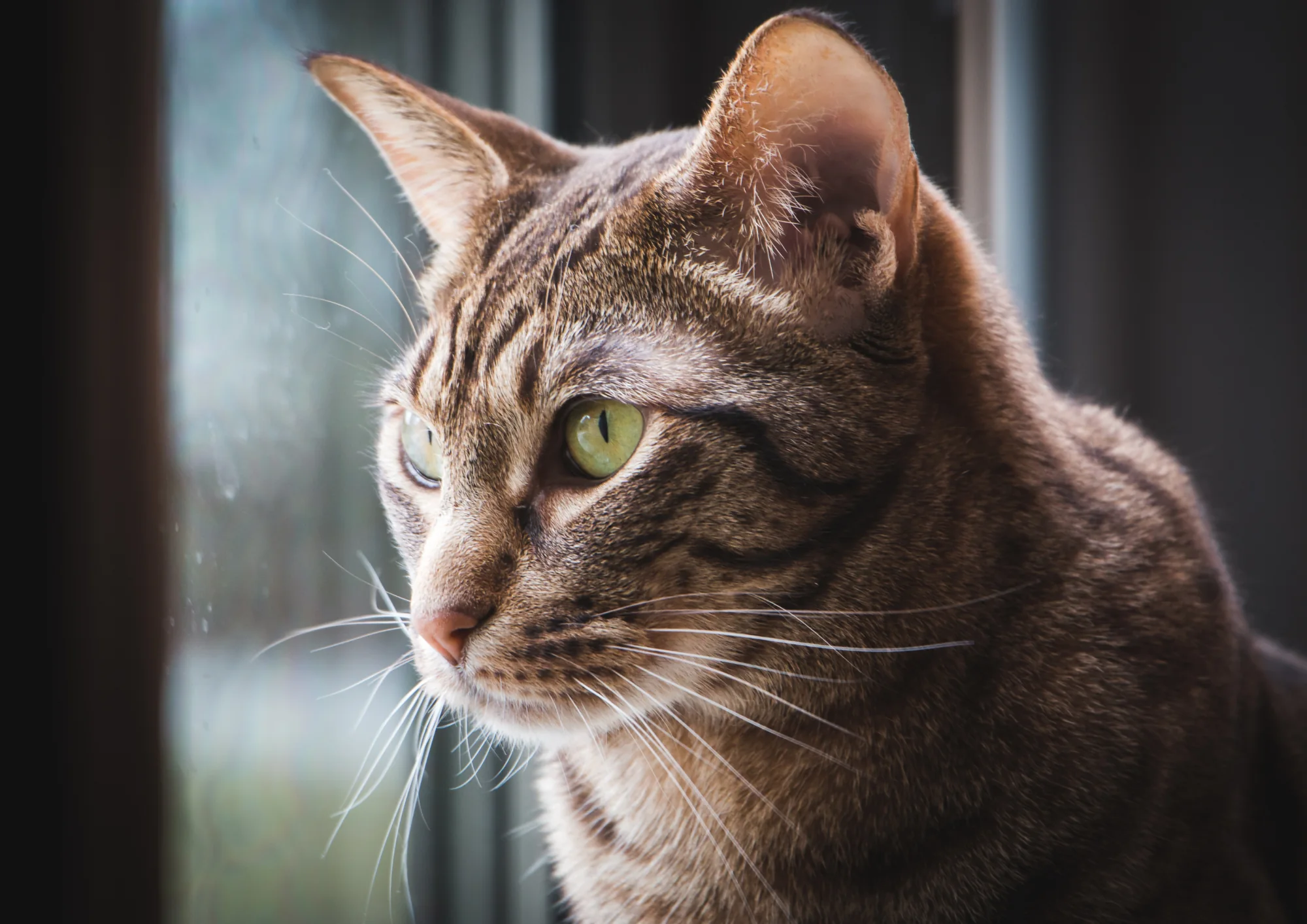 Ocicat