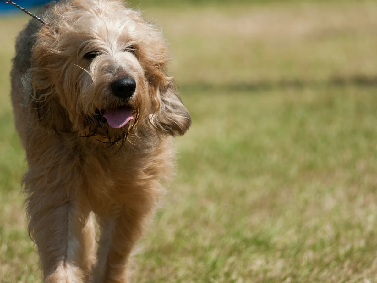 Chien à loutre