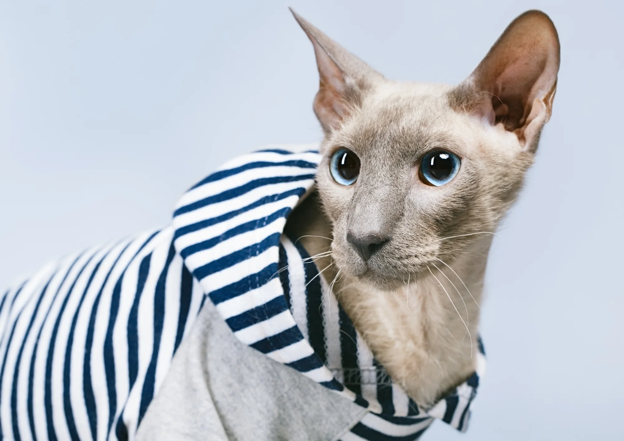 Peterbald