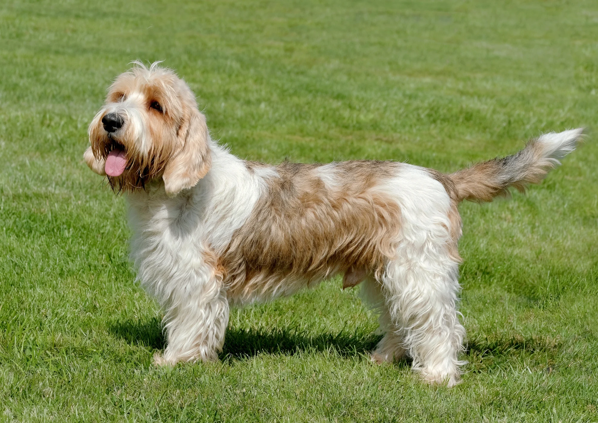 Petit Basset Griffon Vendéen