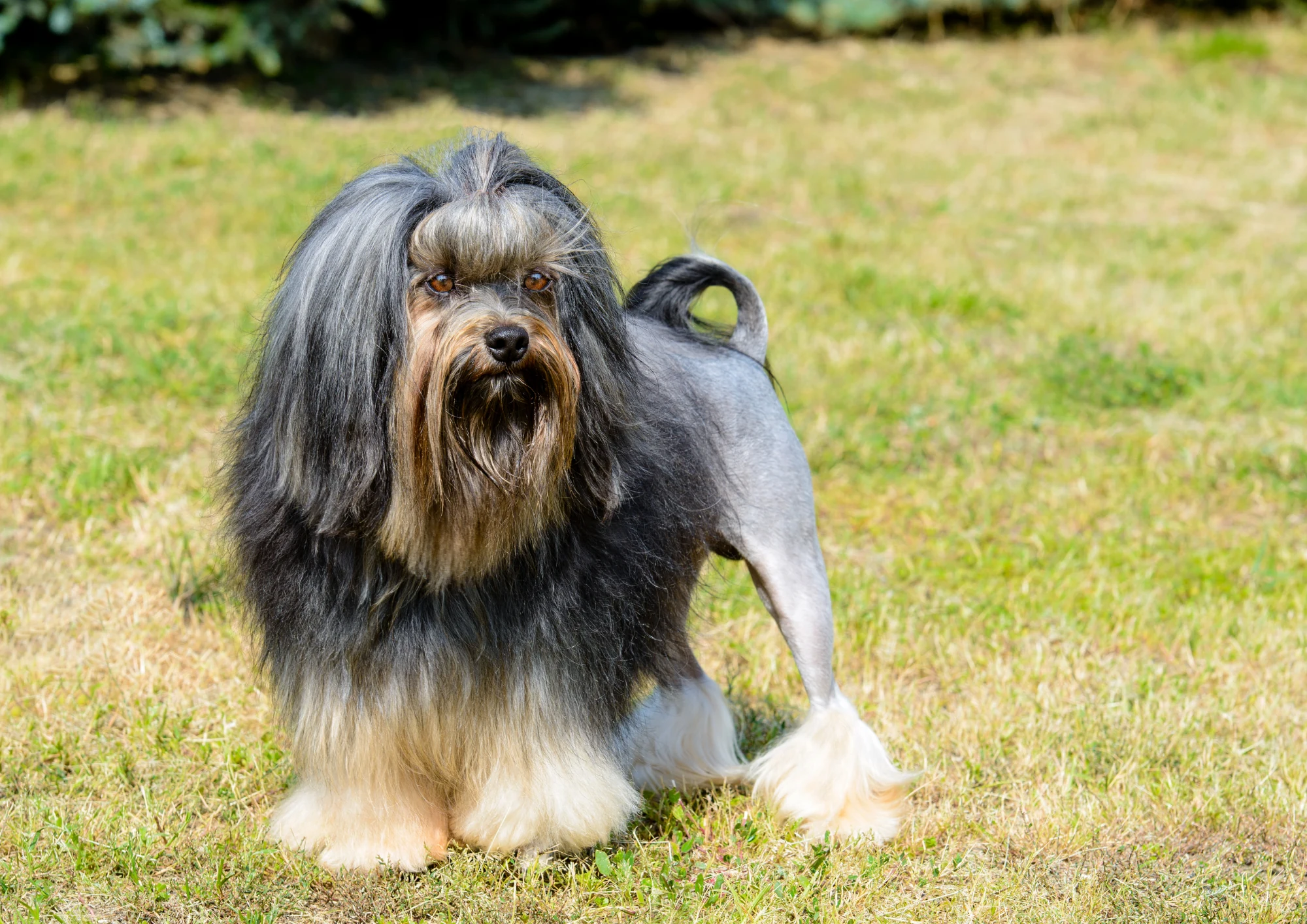 Petit chien lion