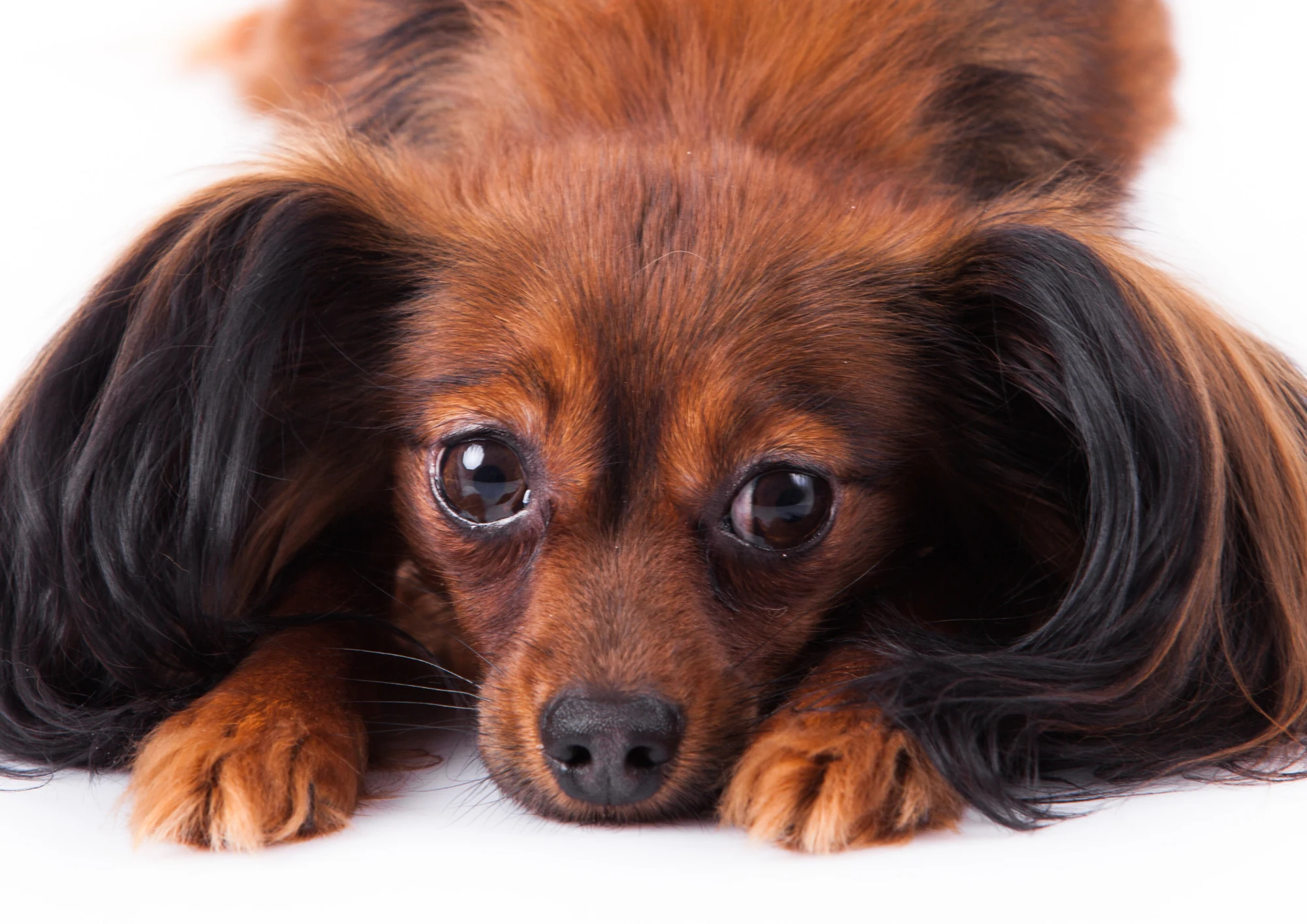 Petit chien russe