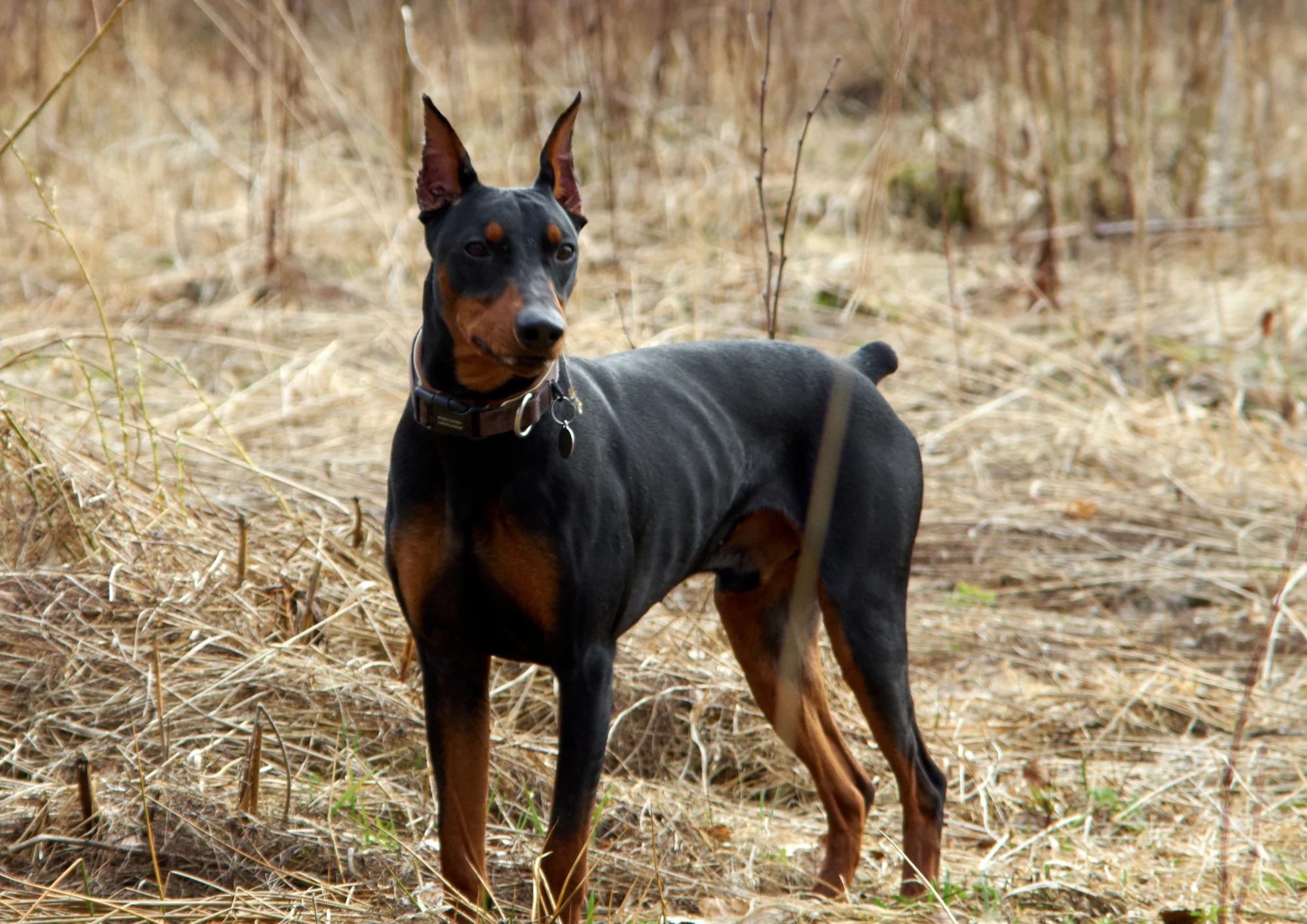 Pinscher allemand
