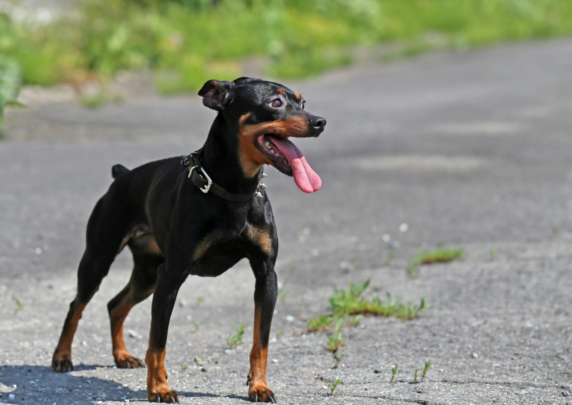 Pinscher nain