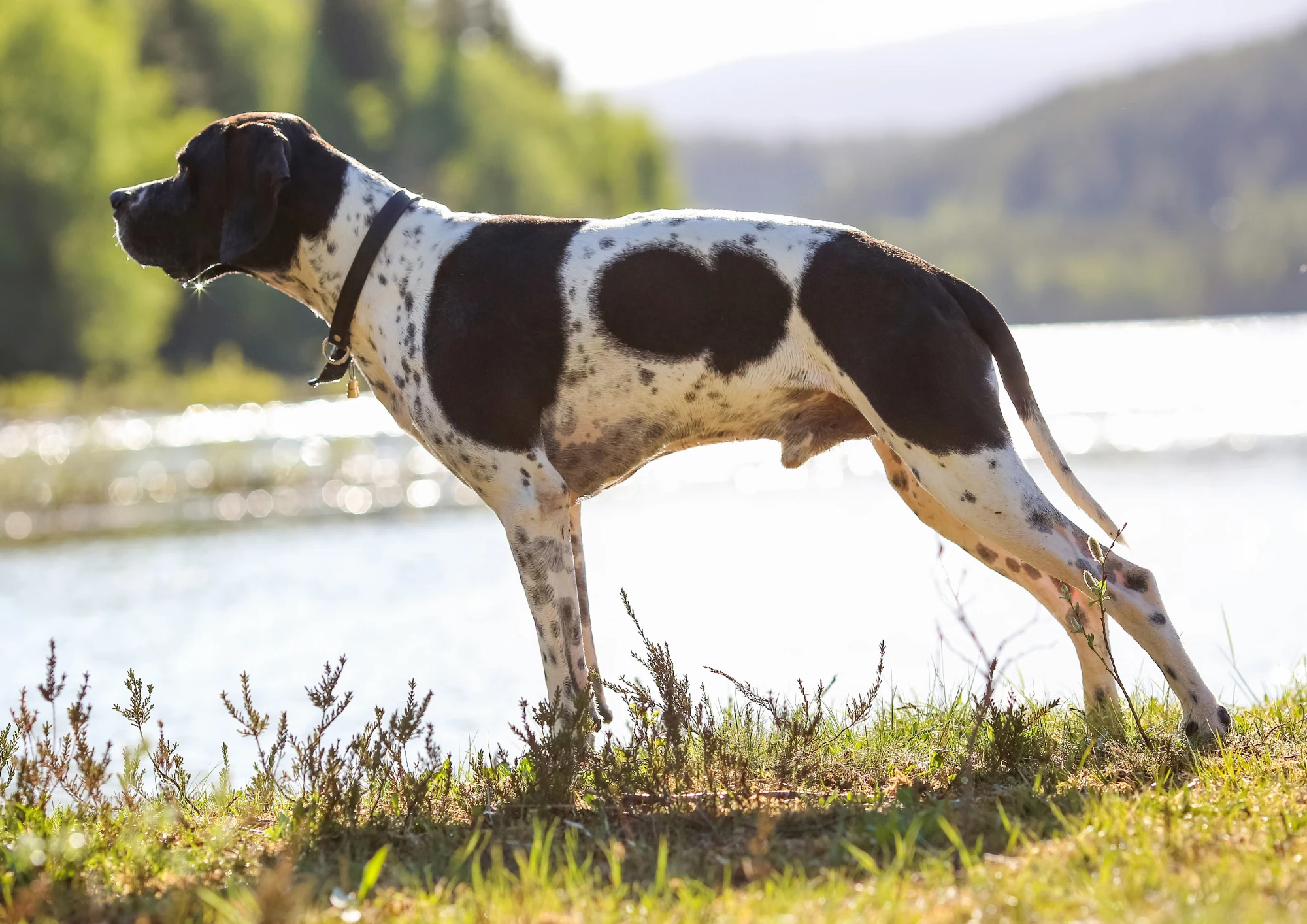 Pointer anglais