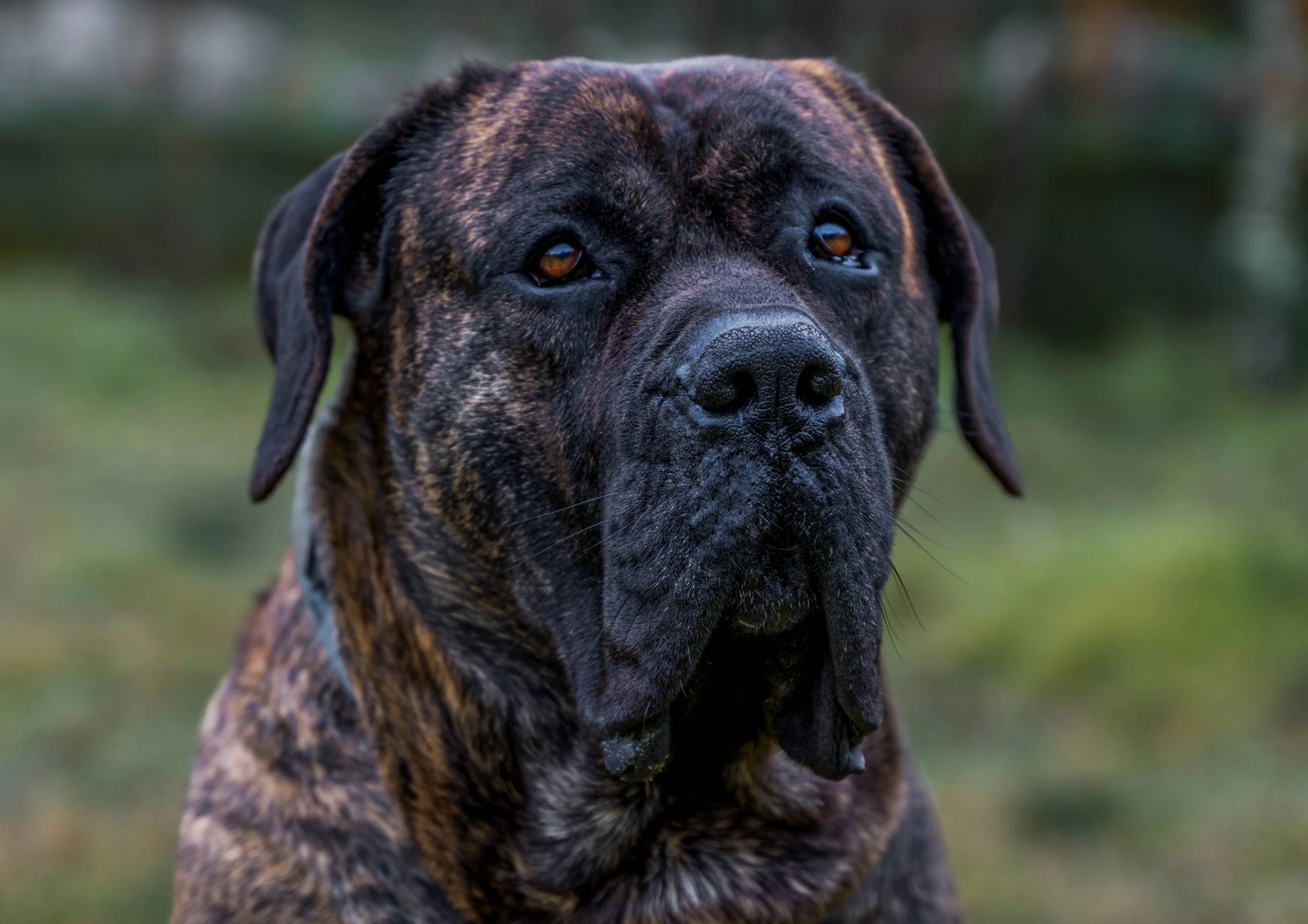 Presa Canario