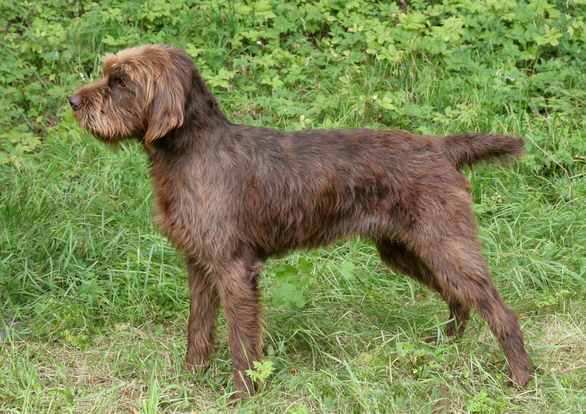 Pudelpointer