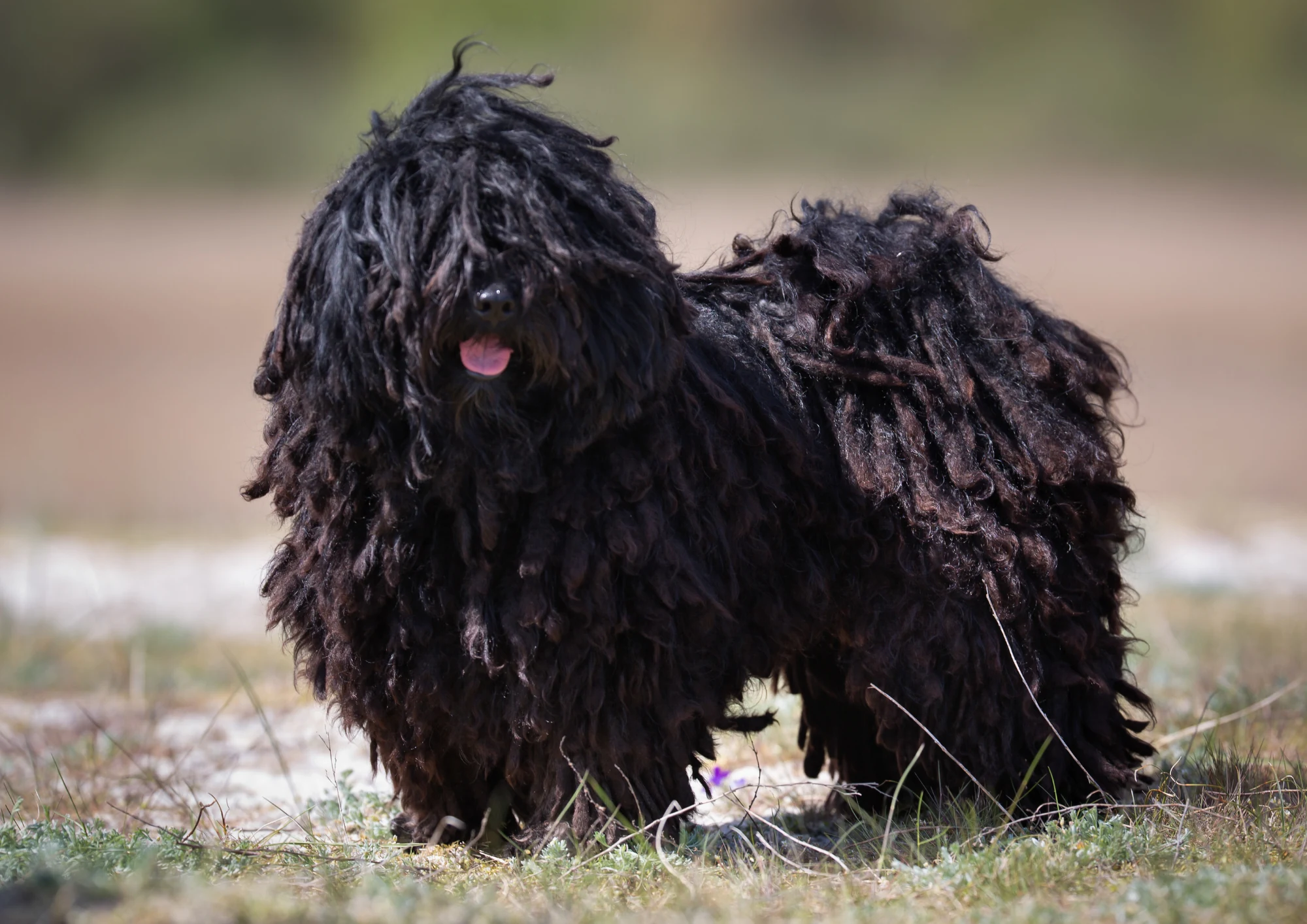 Puli