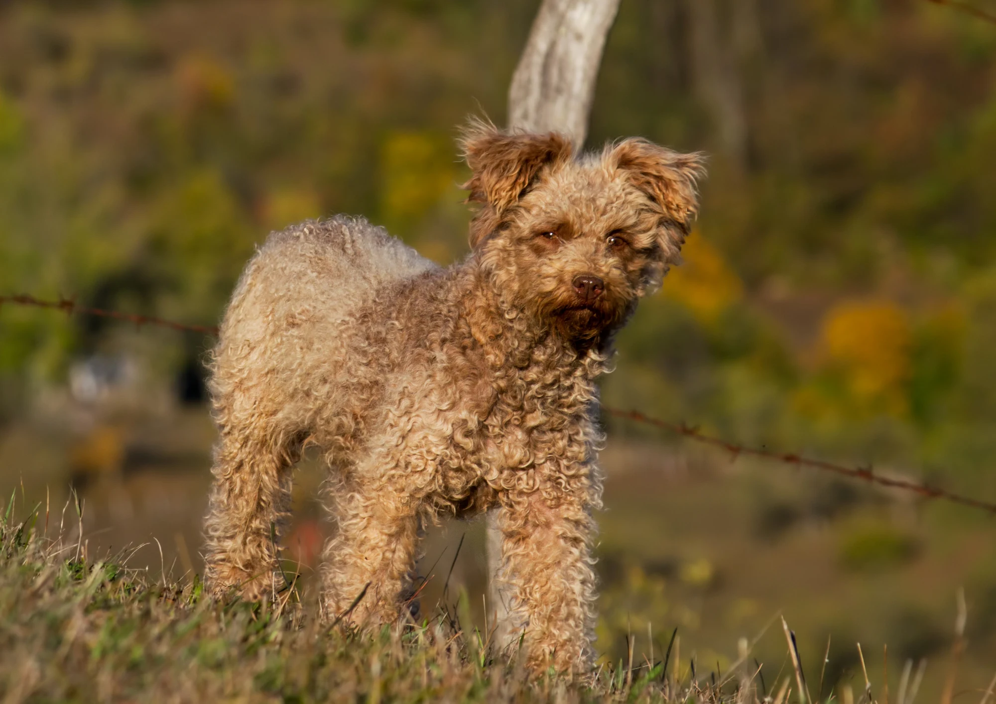 Pumi