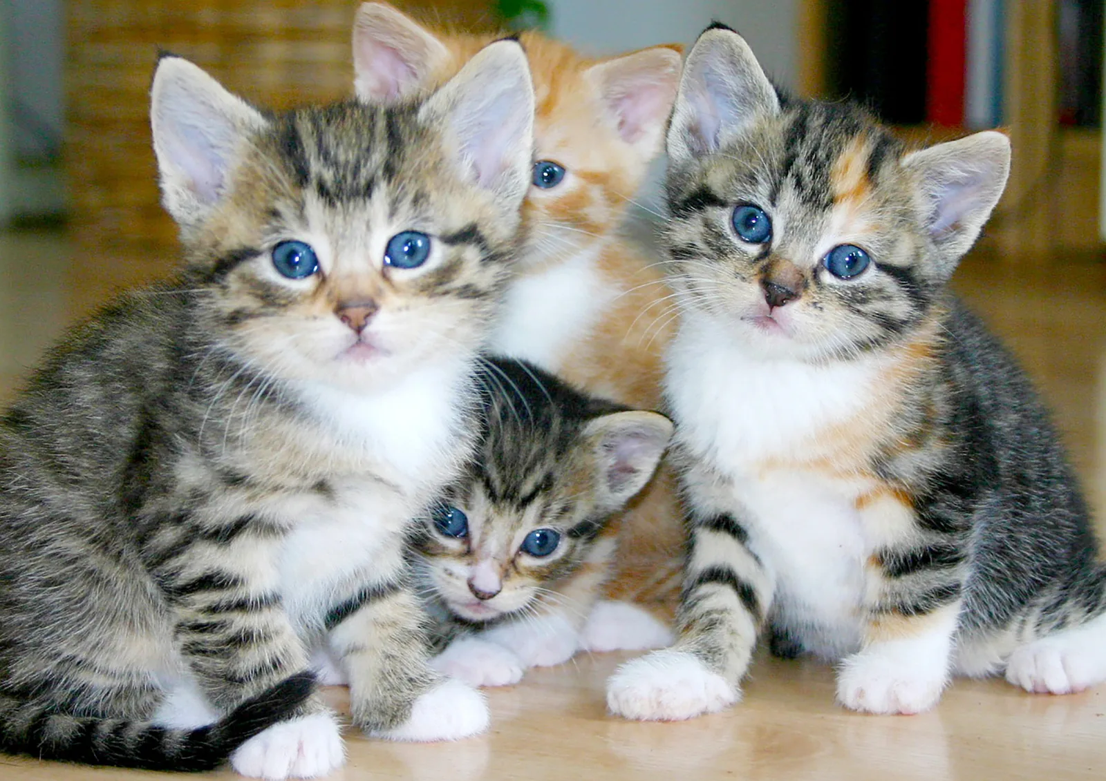 Groupe de chatons de différentes robes réunis