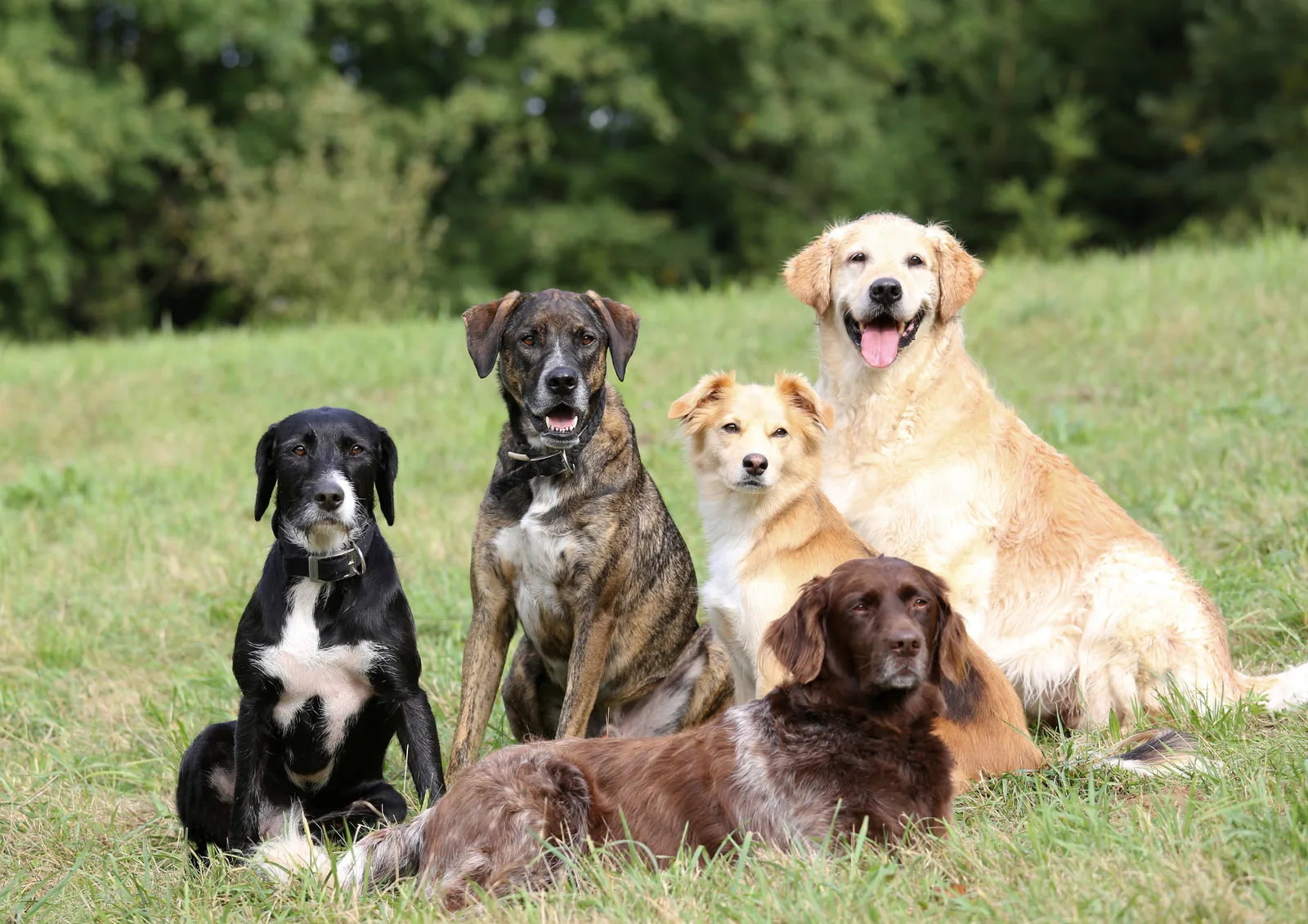 Groupe de chiens de différentes tailles et morphologies dans une prairie