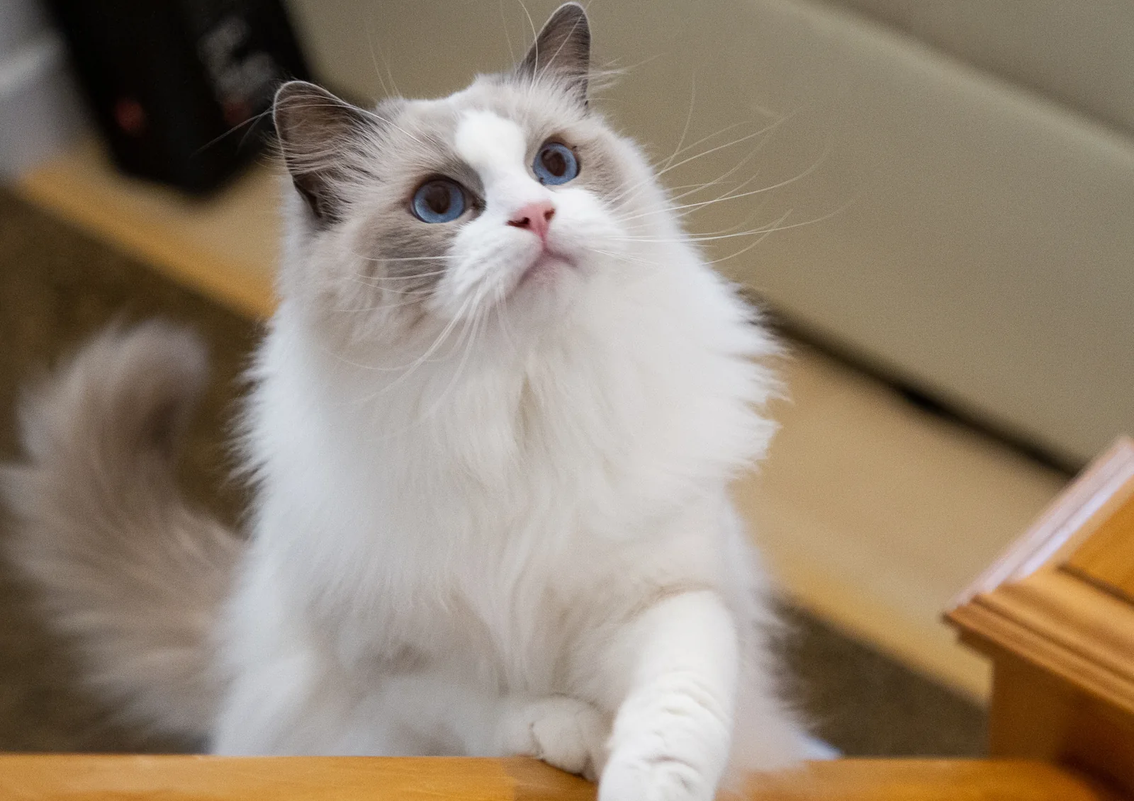 Ragdoll