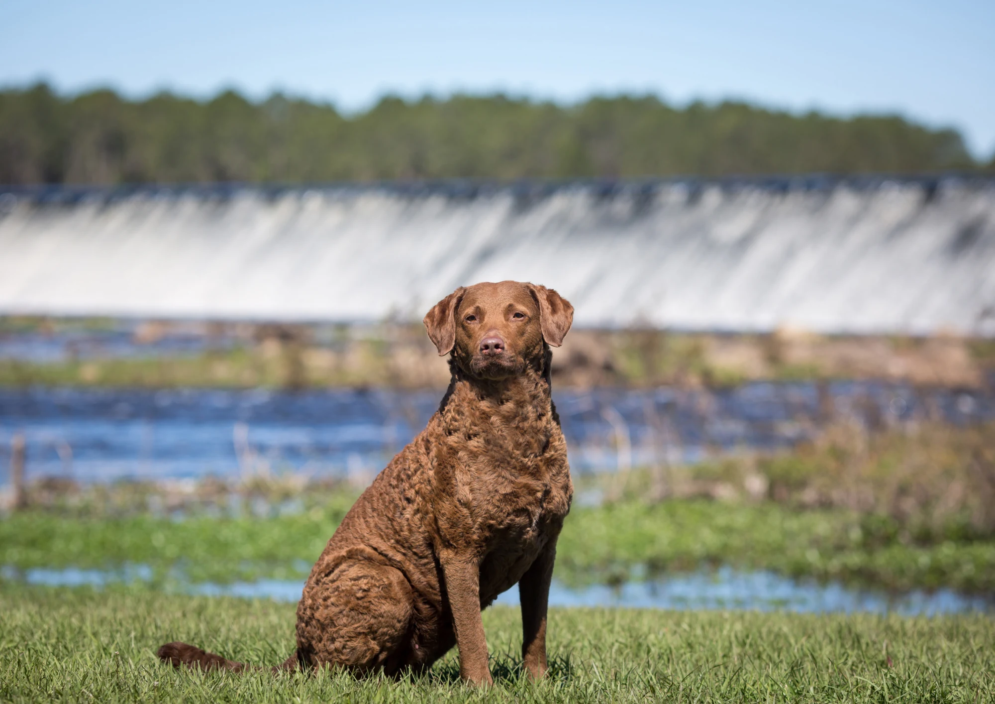 Retriever de la baie de Chesapeake