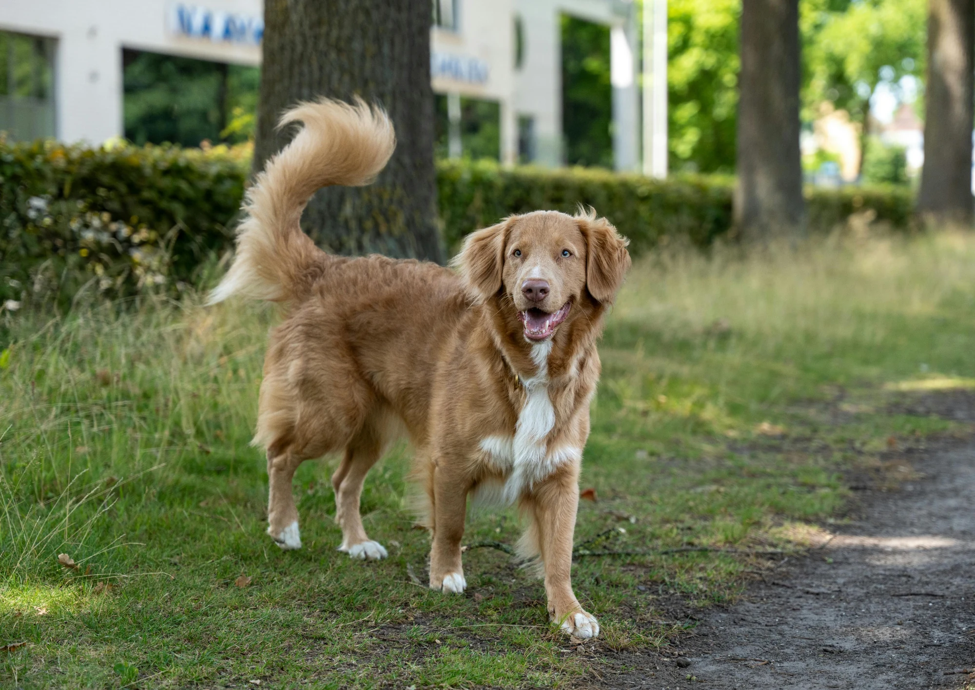 Retriever de la Nouvelle-Écosse