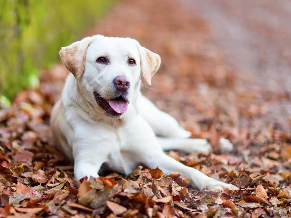 Retriever du Labrador jaune couché dans les feuilles d'automne