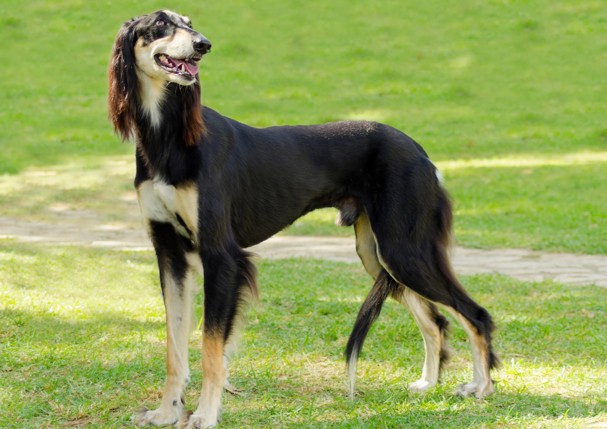 Saluki