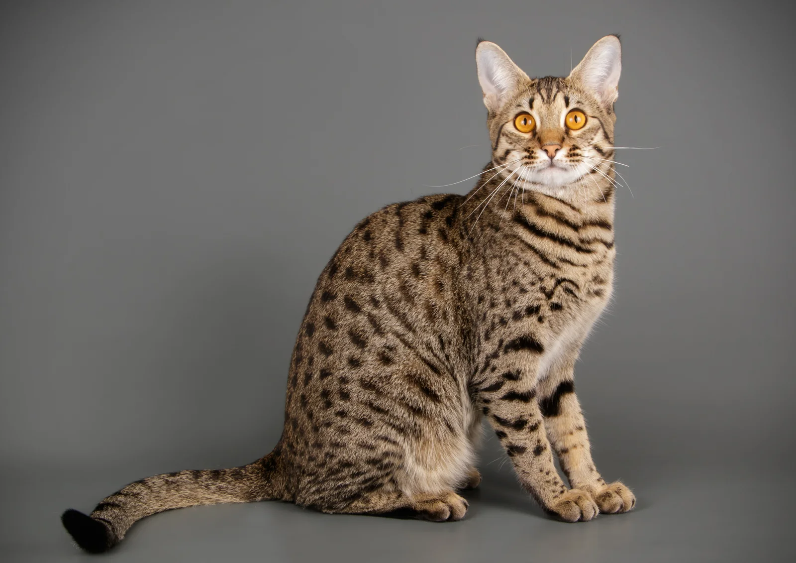 Savannah