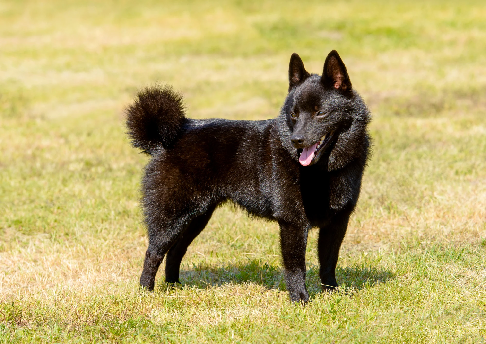 Schipperke