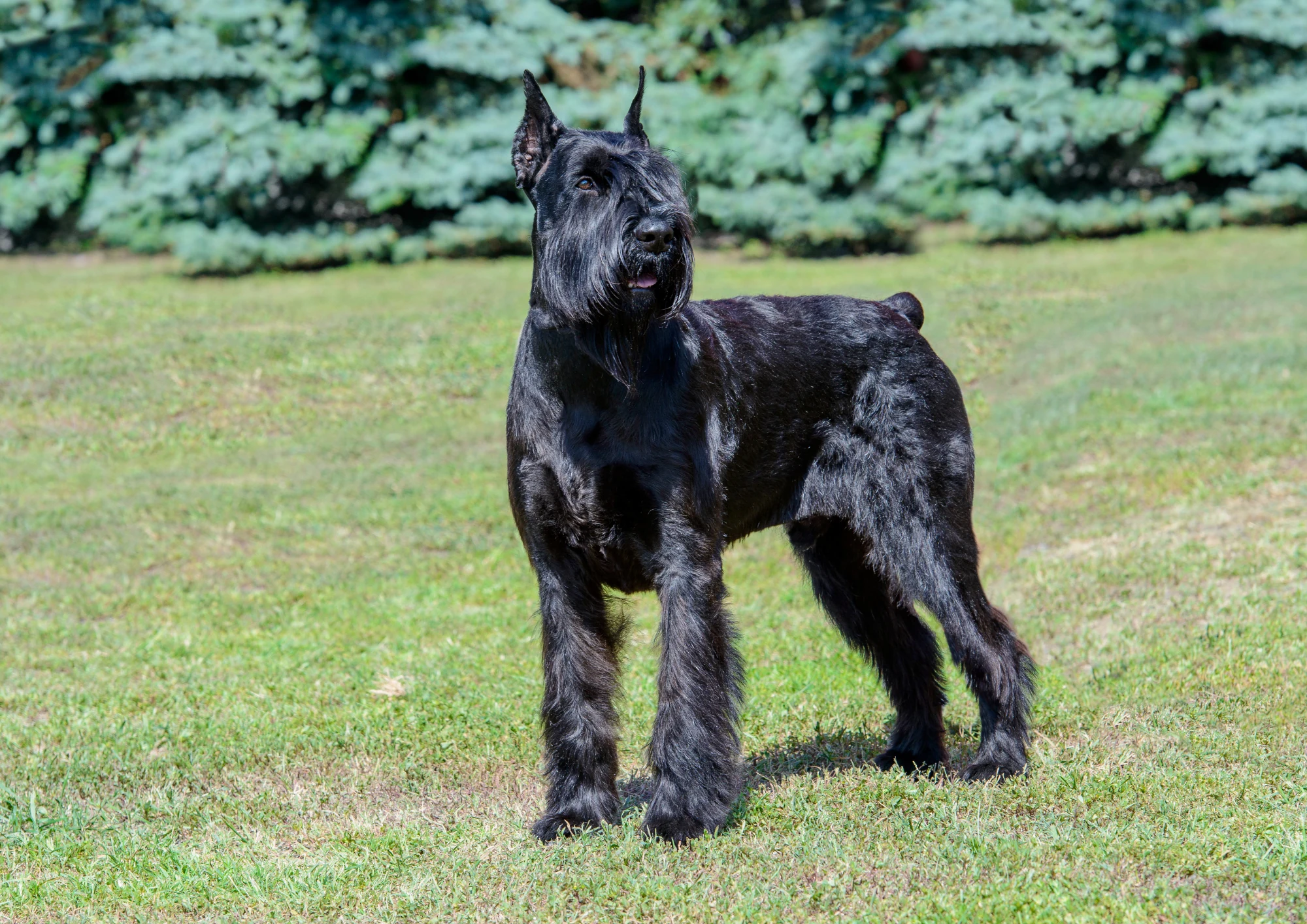Schnauzer géant