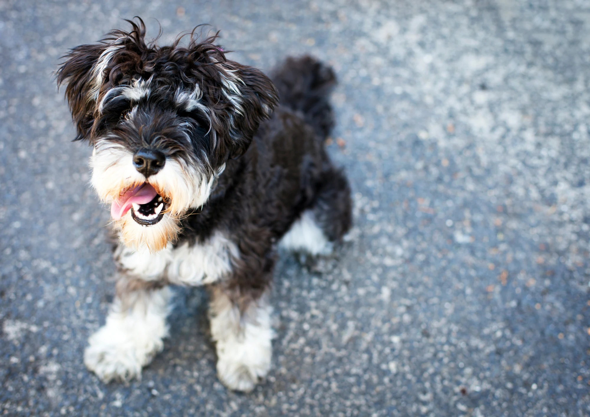 Schnauzer nain
