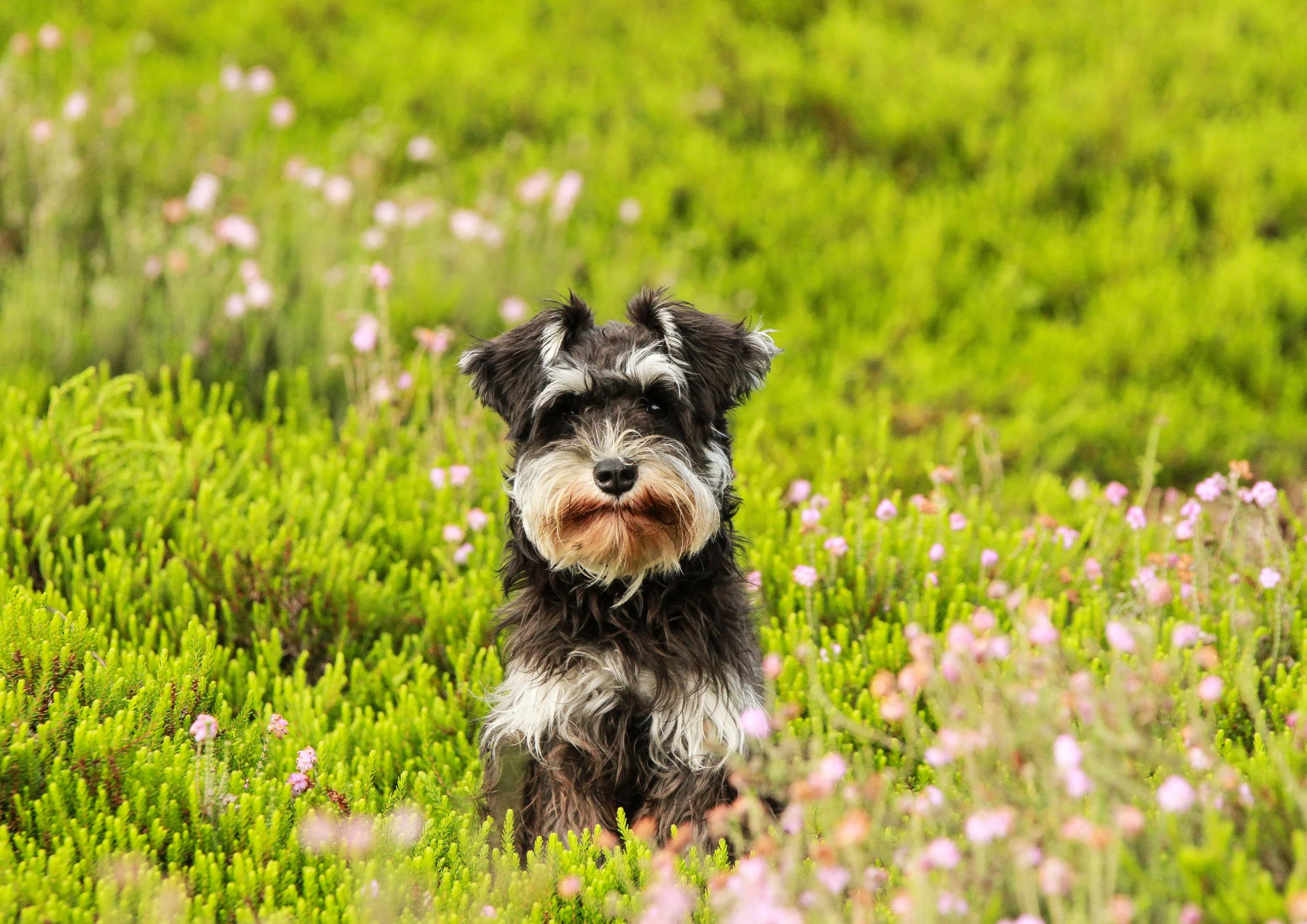 Schnauzer