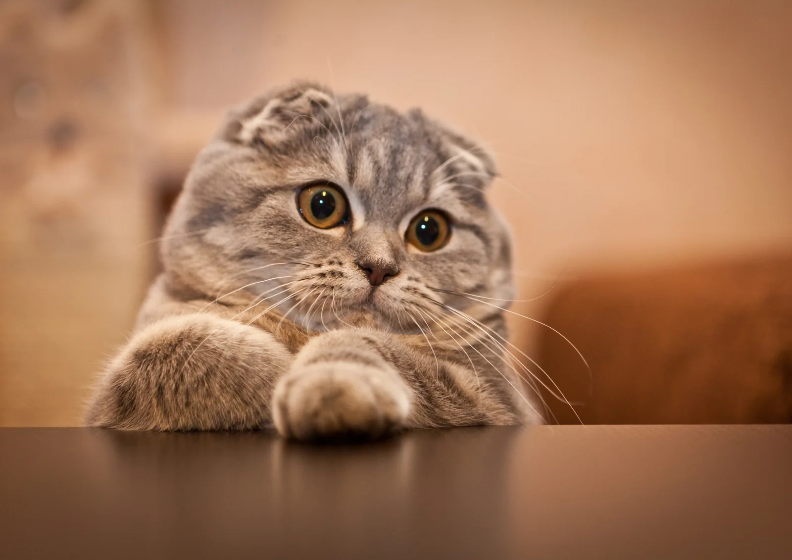 Scottish Fold