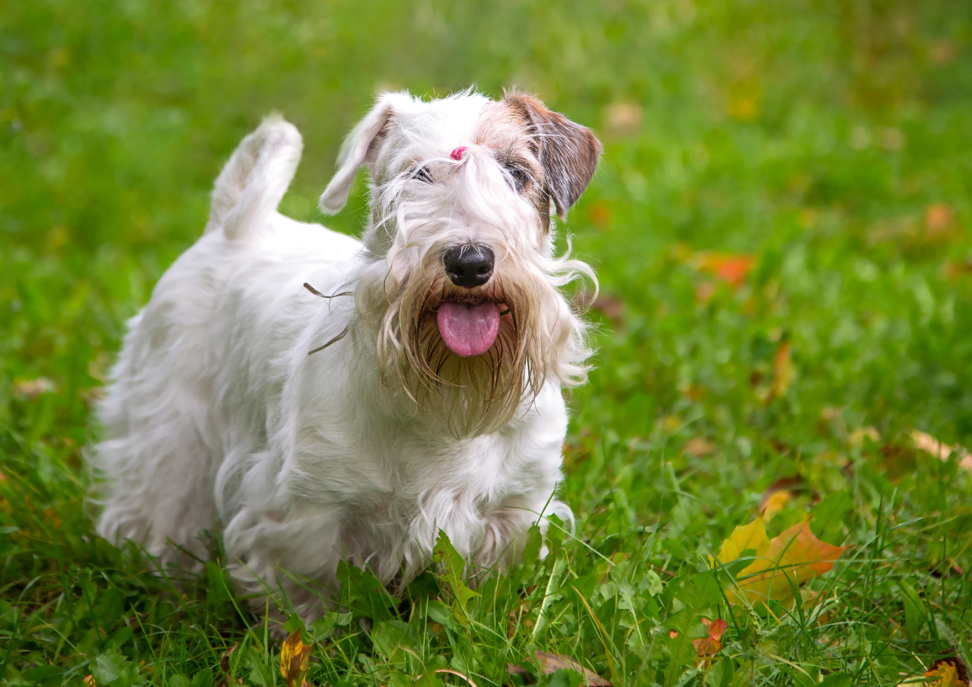 Sealyham Terrier