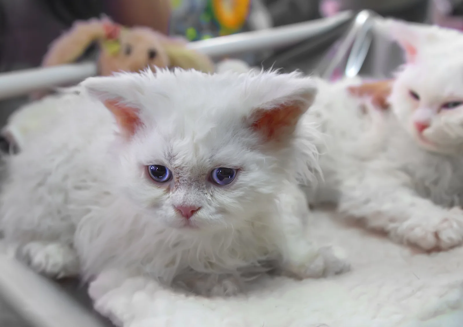 Selkirk Rex PC